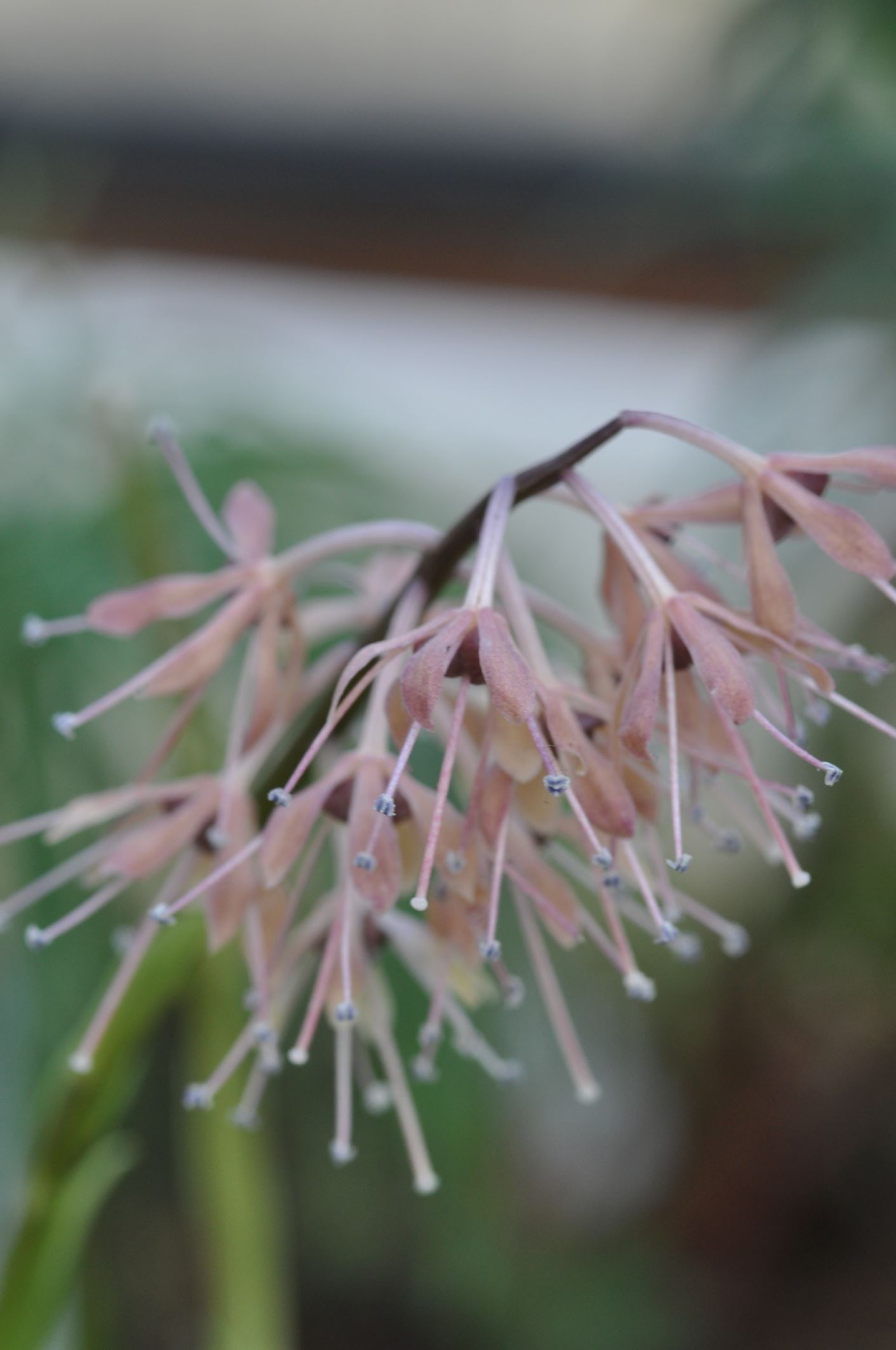 Image of Ypsilandra thibetica