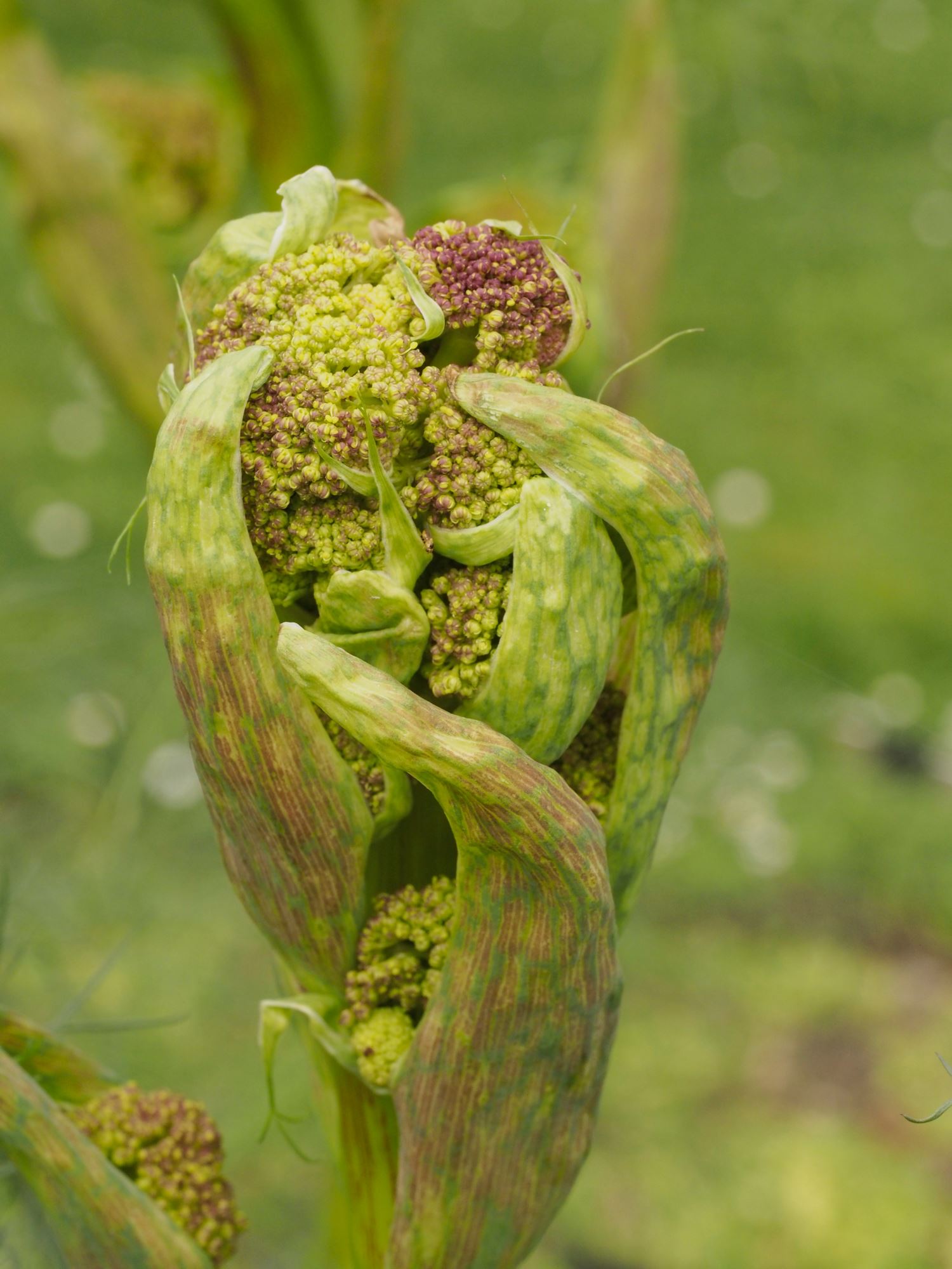 Image of Ferula communis