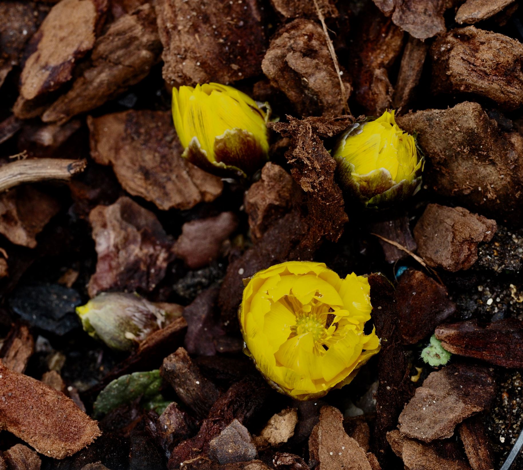 Image of Adonis amurensis