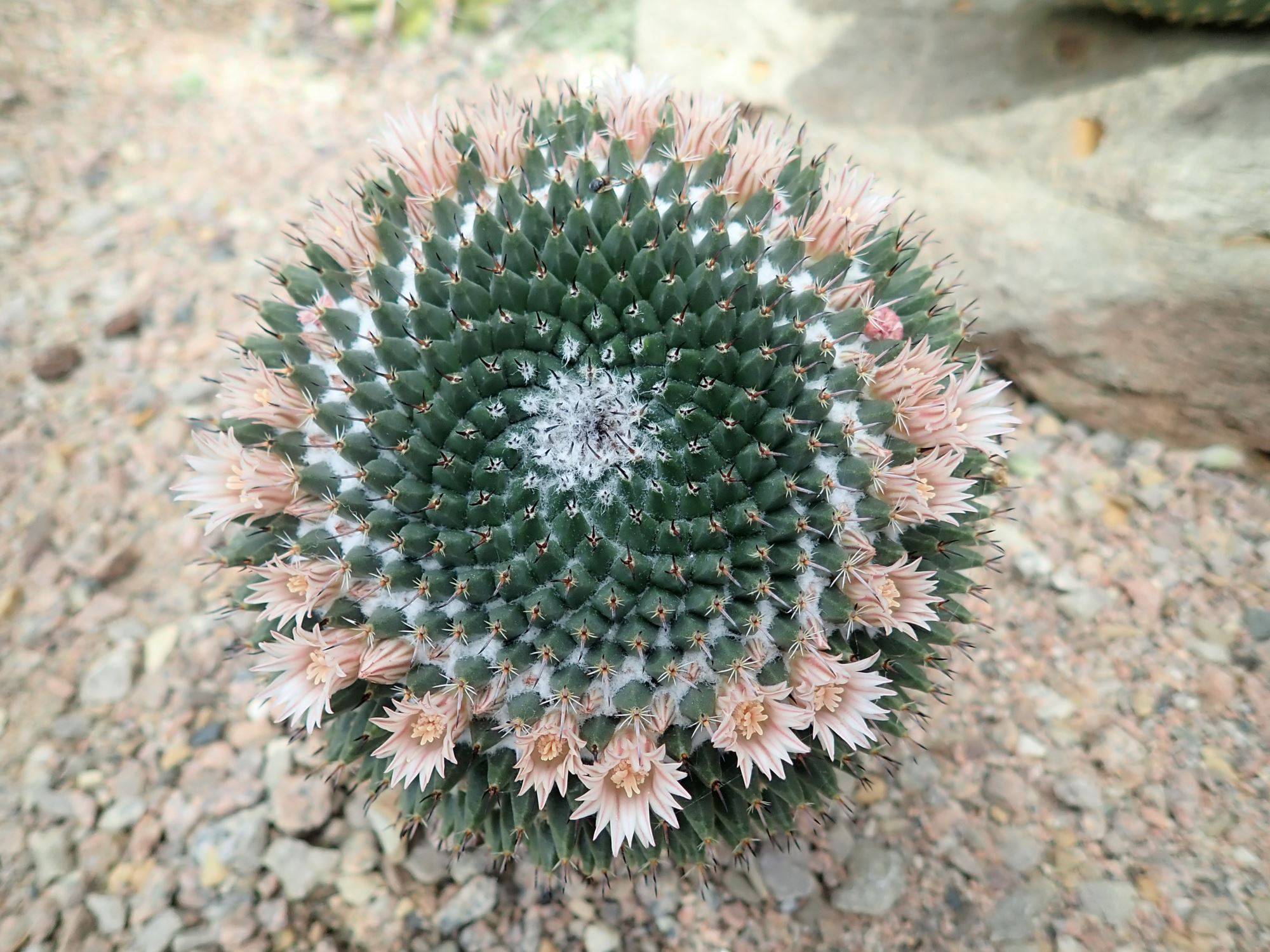 Image of Mammillaria formosa subsp. pseudocrucigera