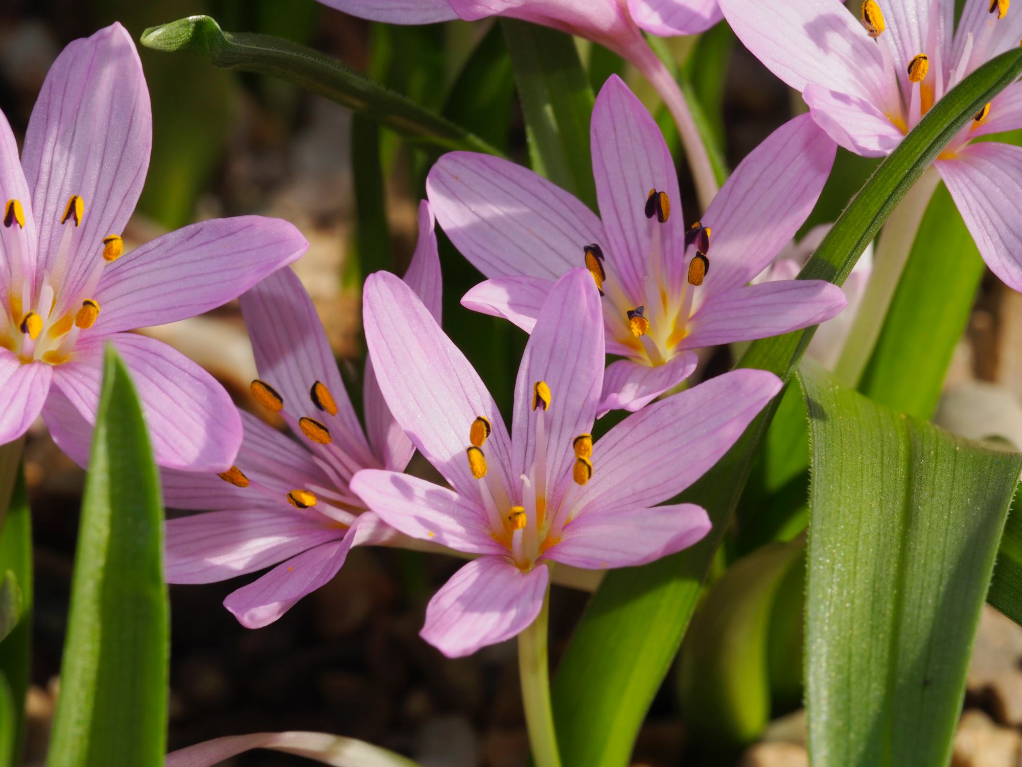 Image of Colchicum cupanii