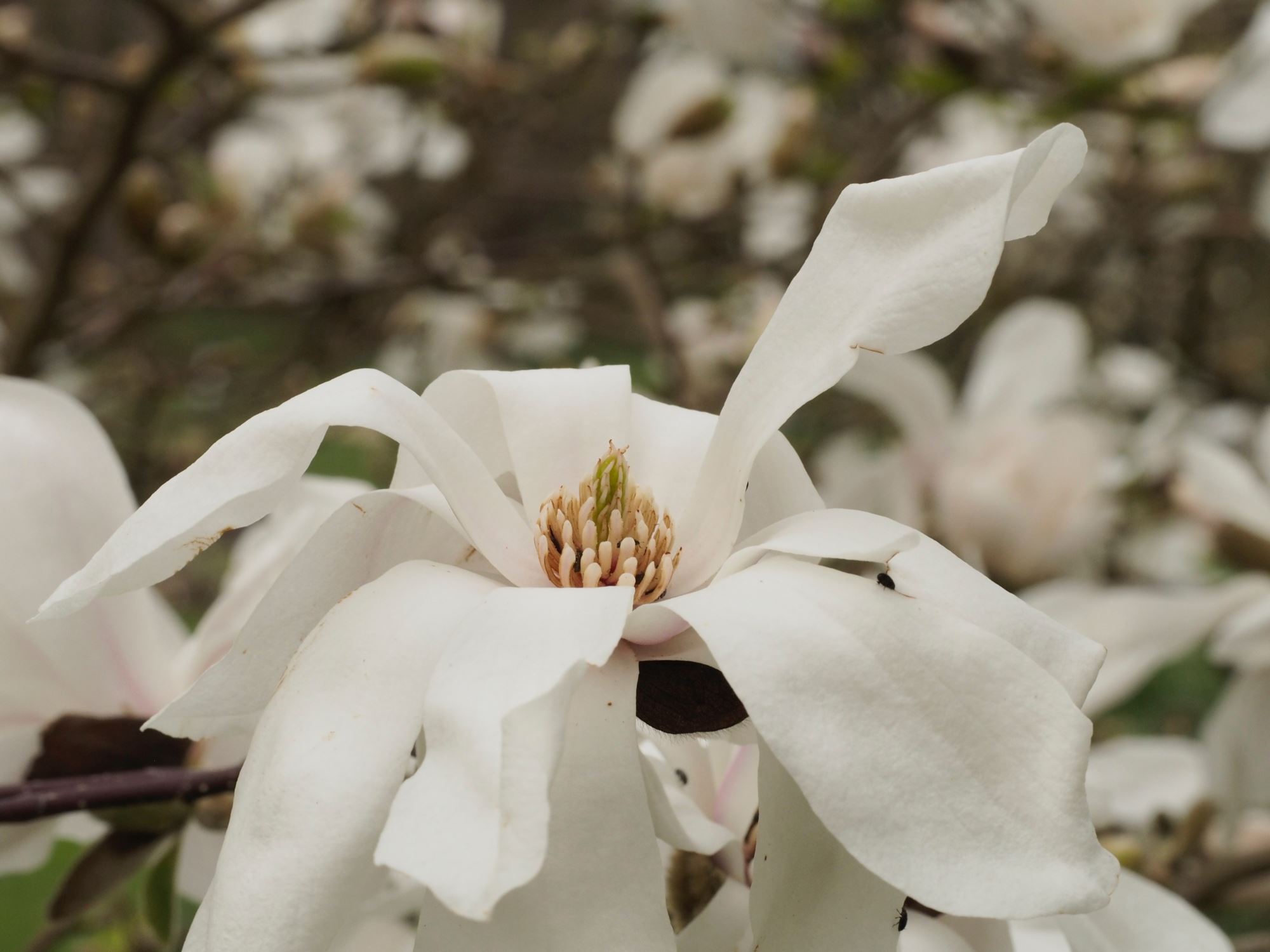 Image of Magnolia Ã— loebneri 'Merrill'