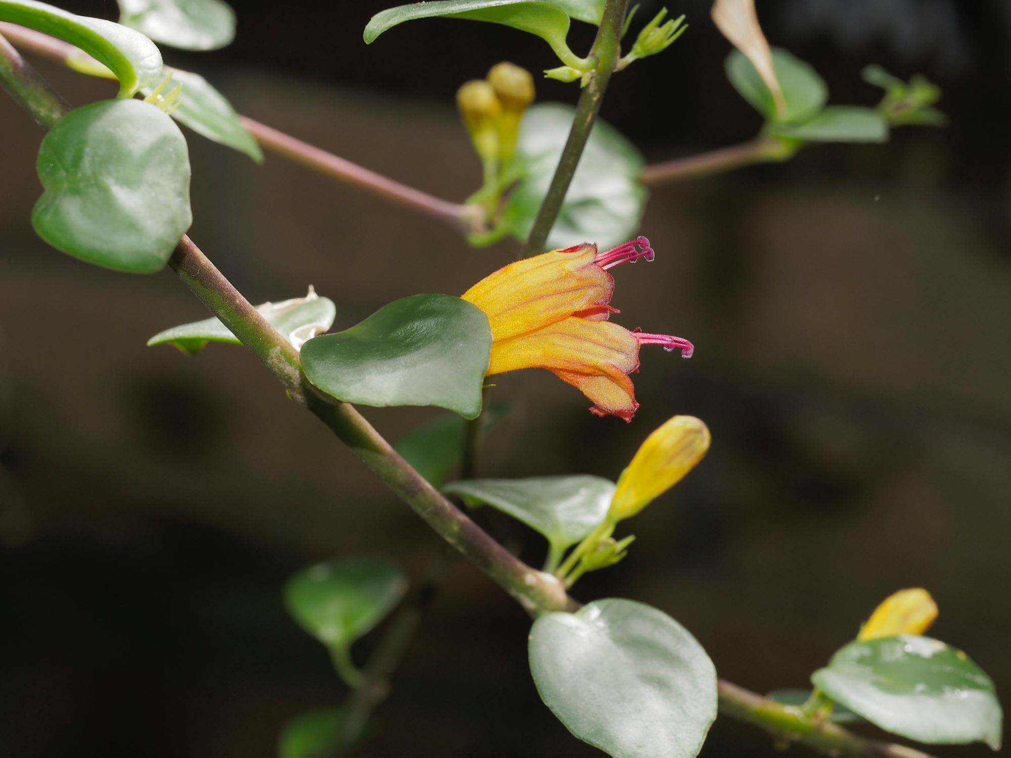 Image of Aeschynanthus dischidioides