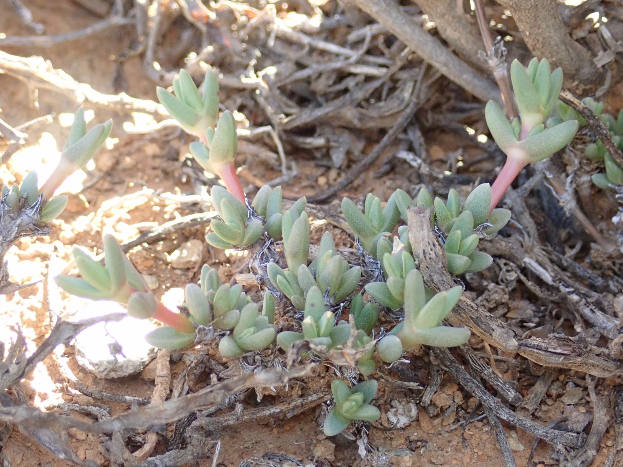 Image of Antimima sp.