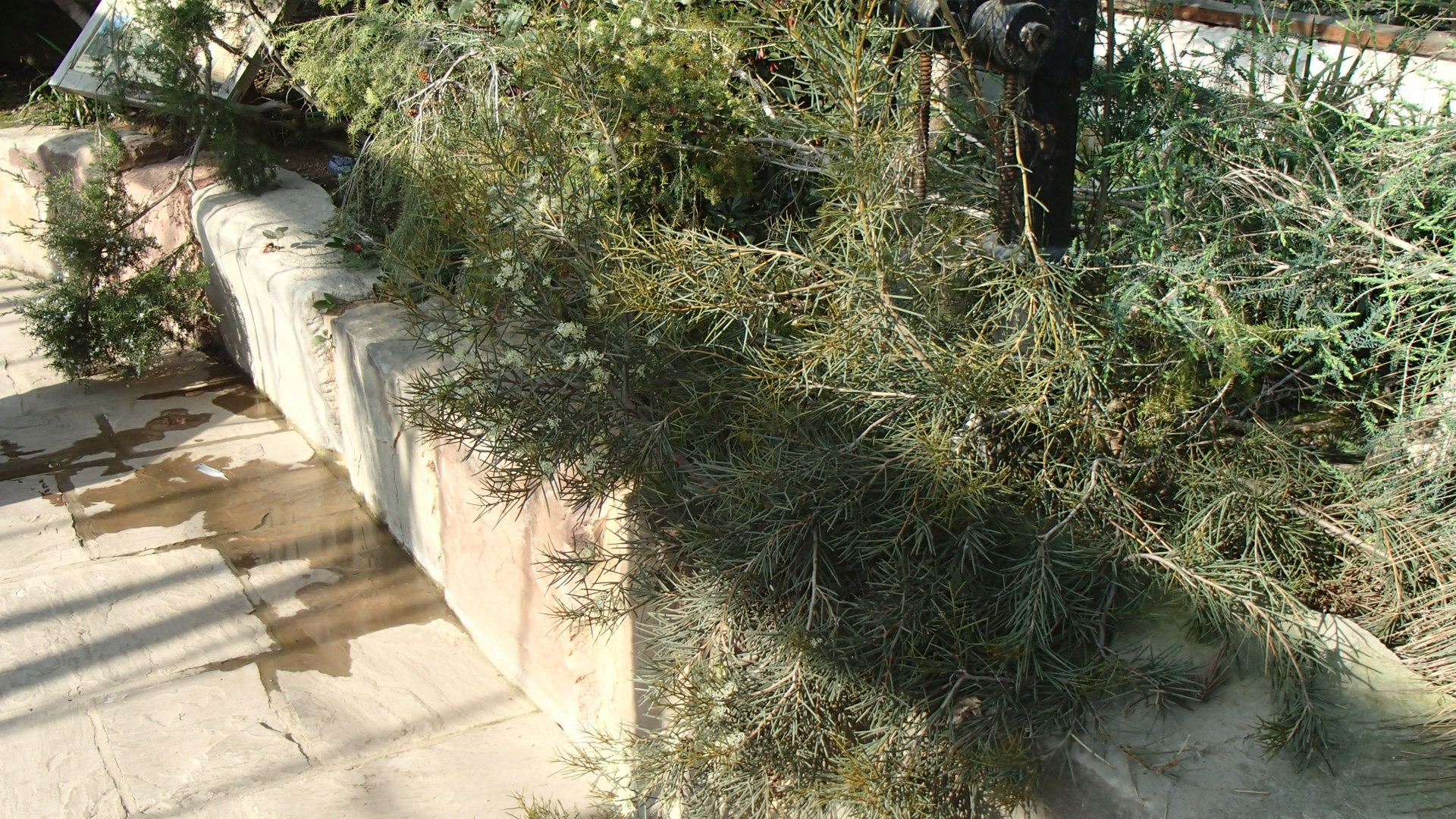 Image of Hakea recurva