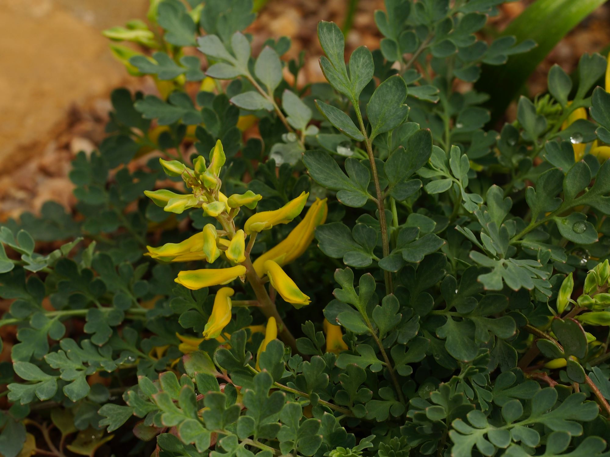 Image of Corydalis wilsonii