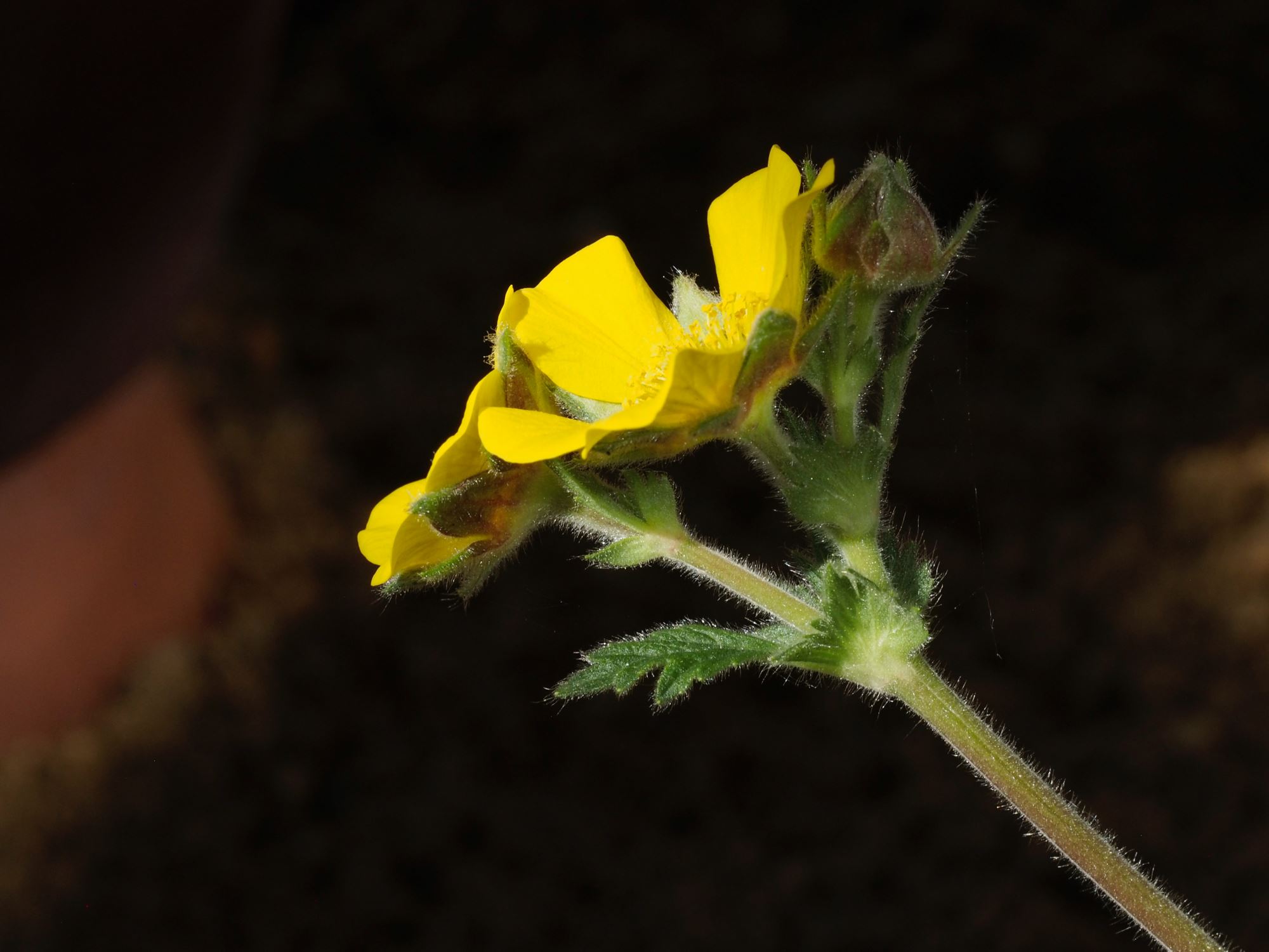 Image of Geum capense