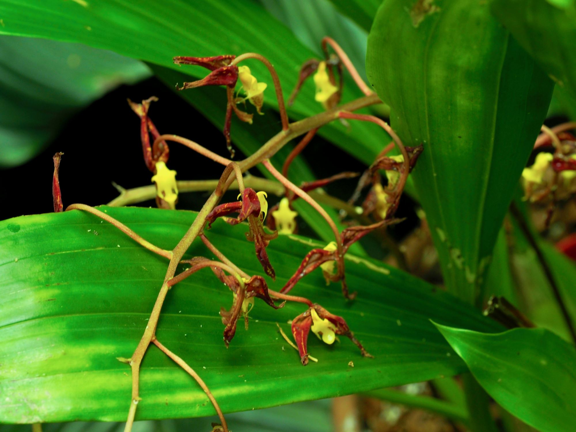 Image of Gongora quinquenervis