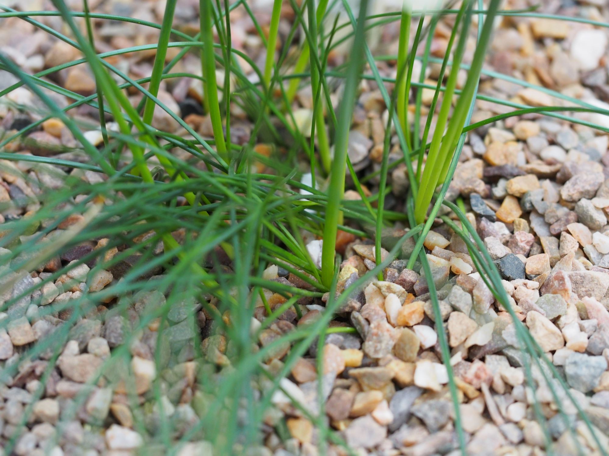 Image of Narcissus cantabricus subsp. monophyllus