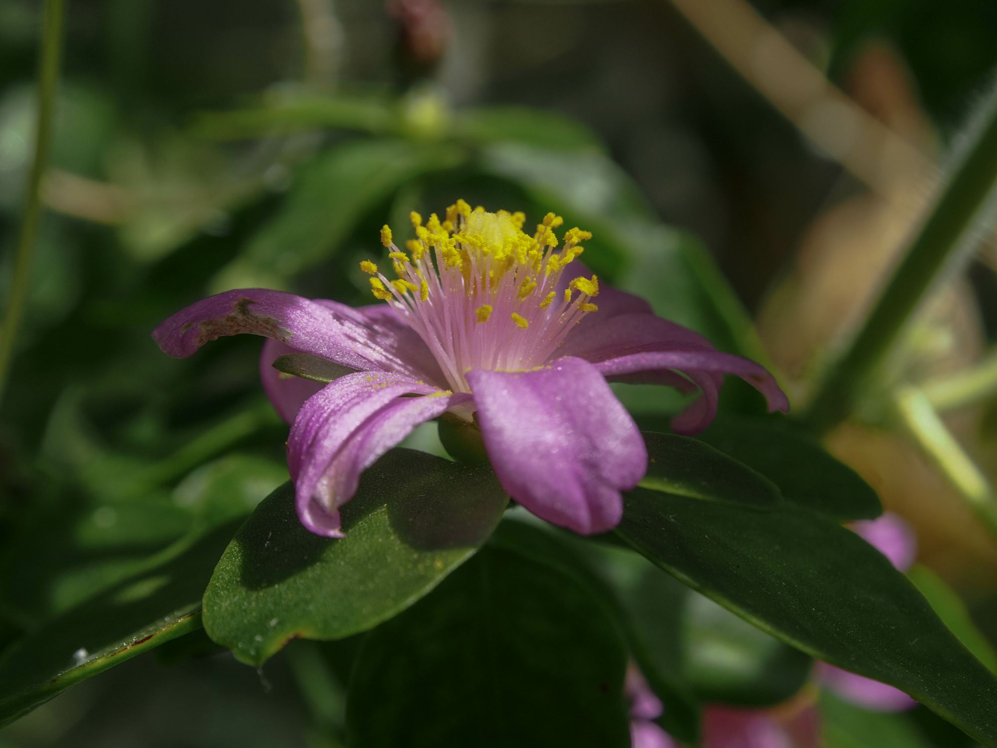 Image of Pereskia weberiana