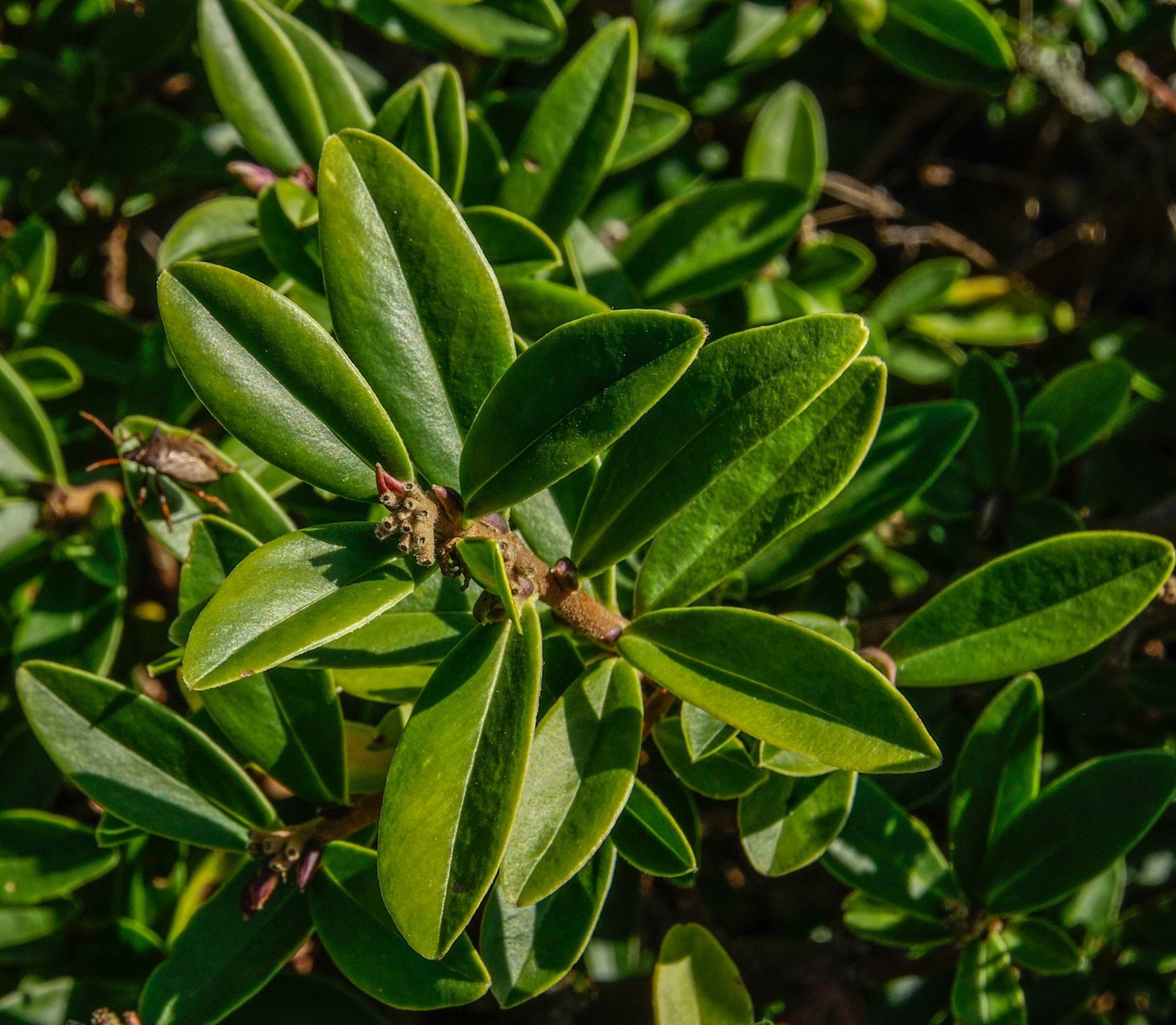 Image of Daphne tangutica