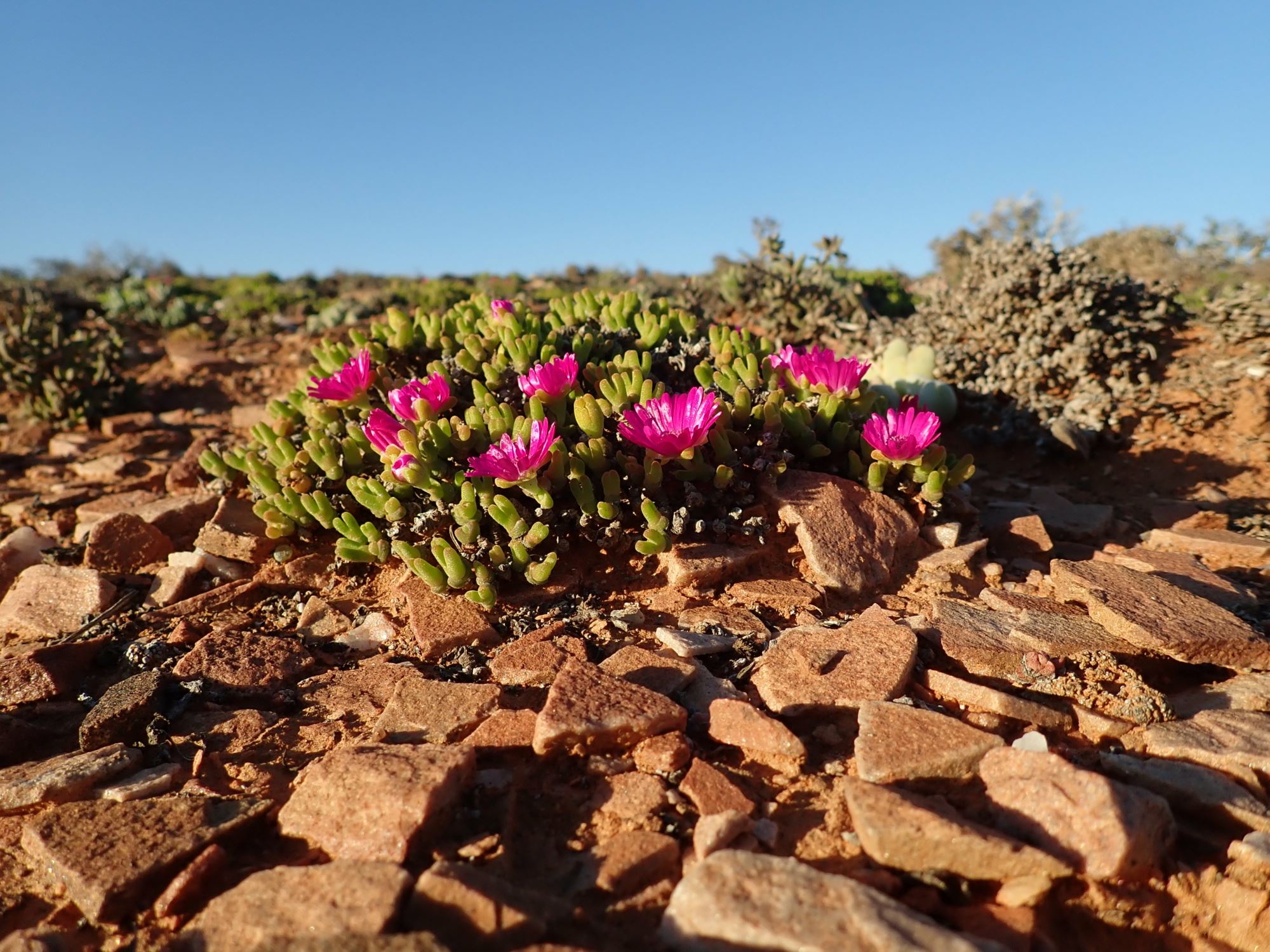 Image of Meyerophytum meyeri