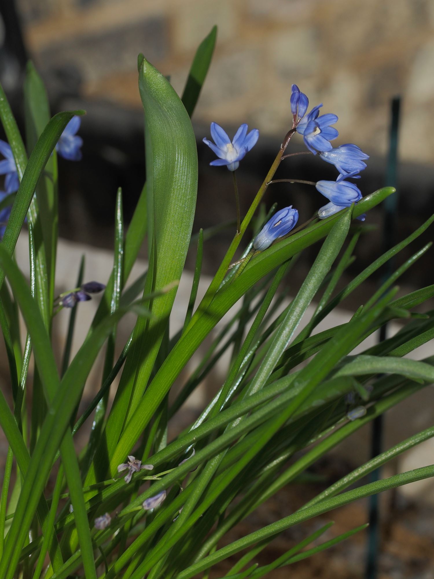 Image of Scilla sp.