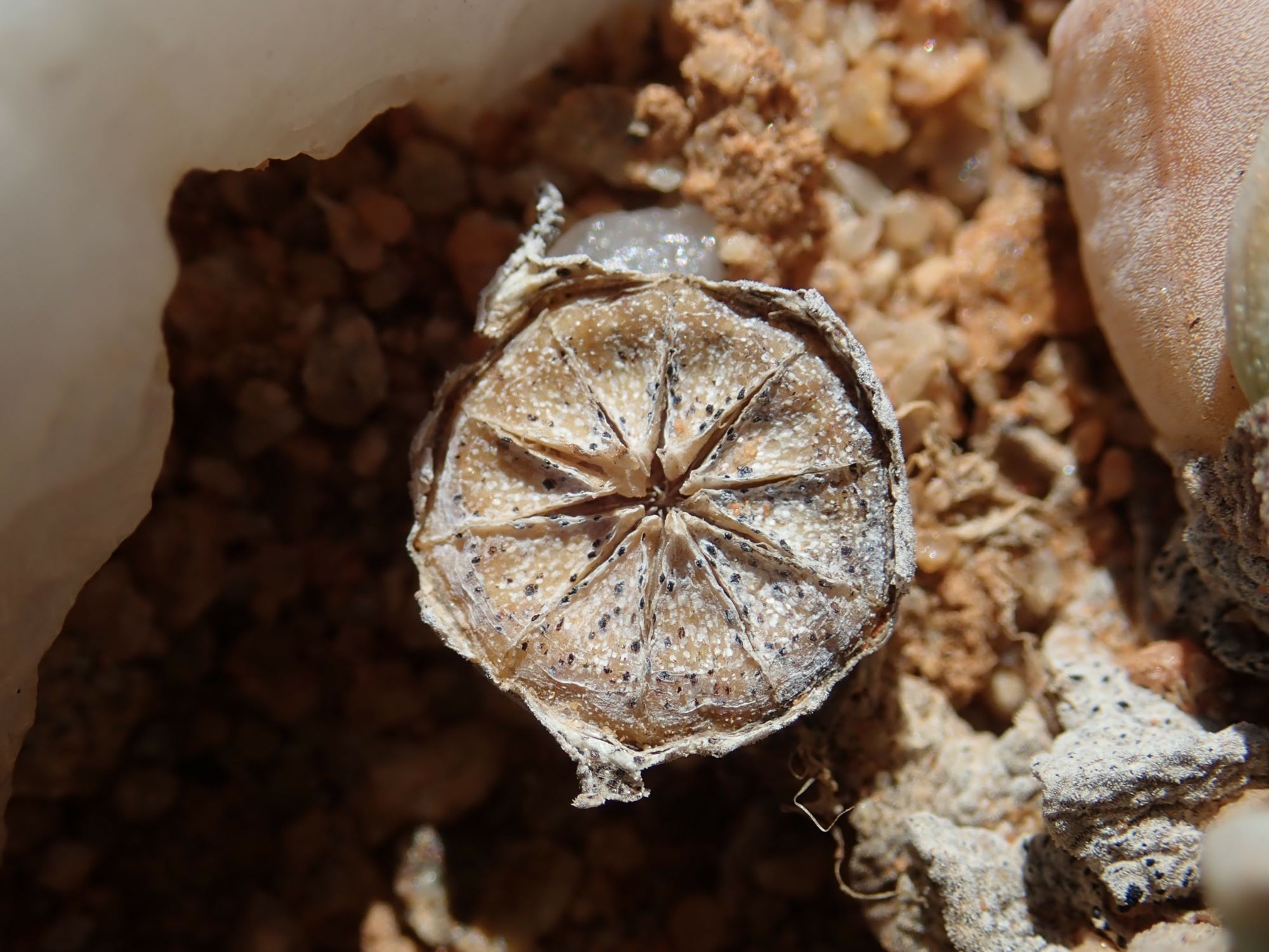 Image of Cheiridopsis herrei
