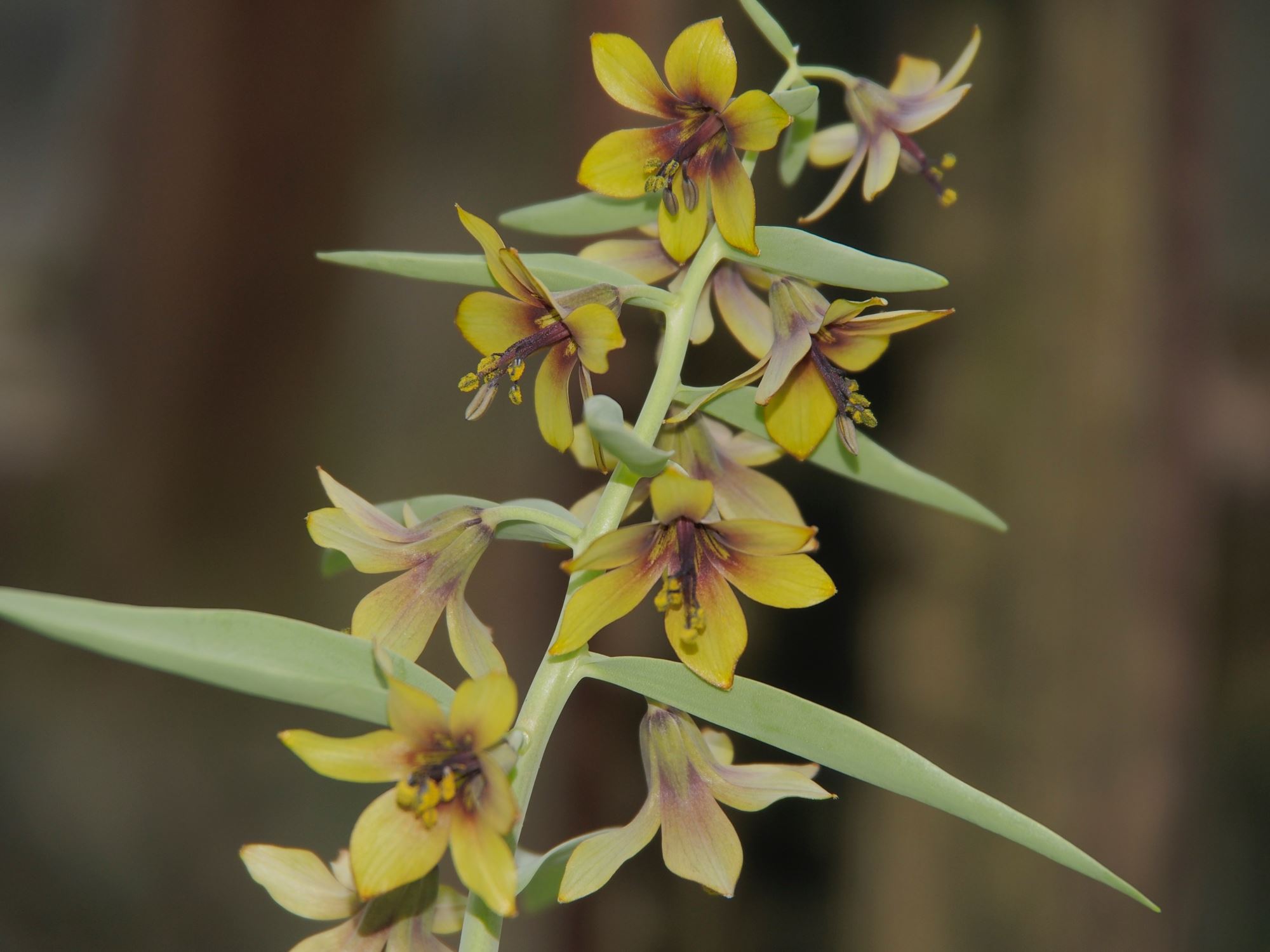 Image of Fritillaria sewerzowii