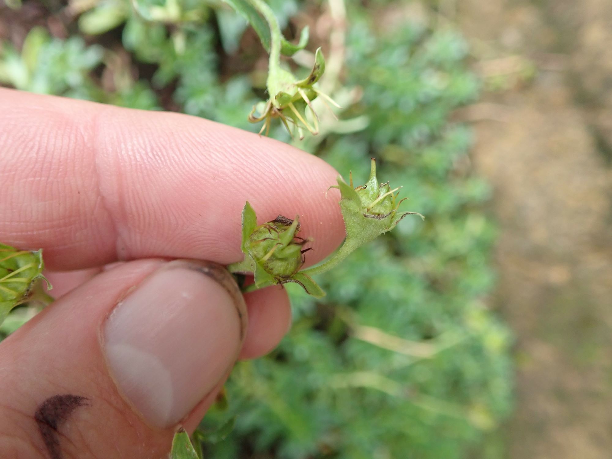 Image of Saxifraga aizoides