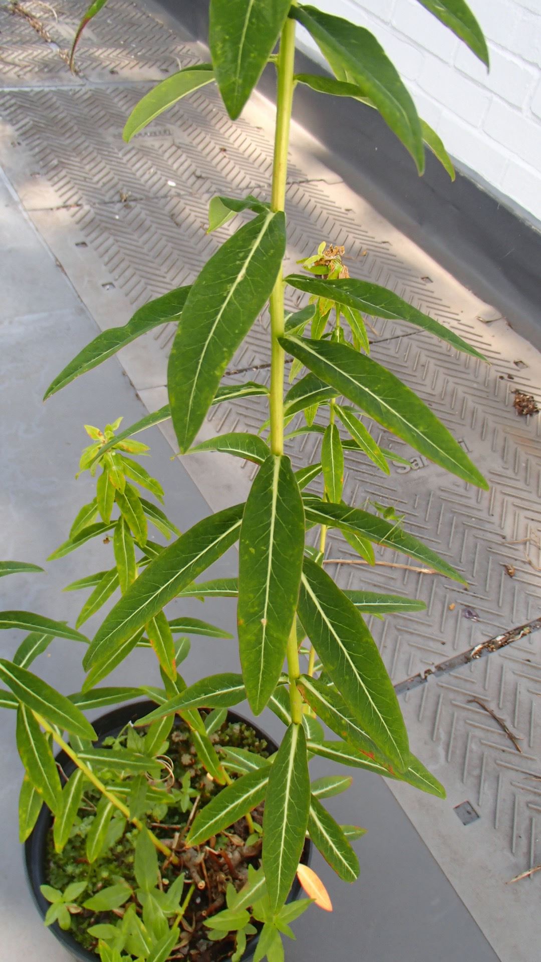 Image of Euphorbia pseudosikkimensis