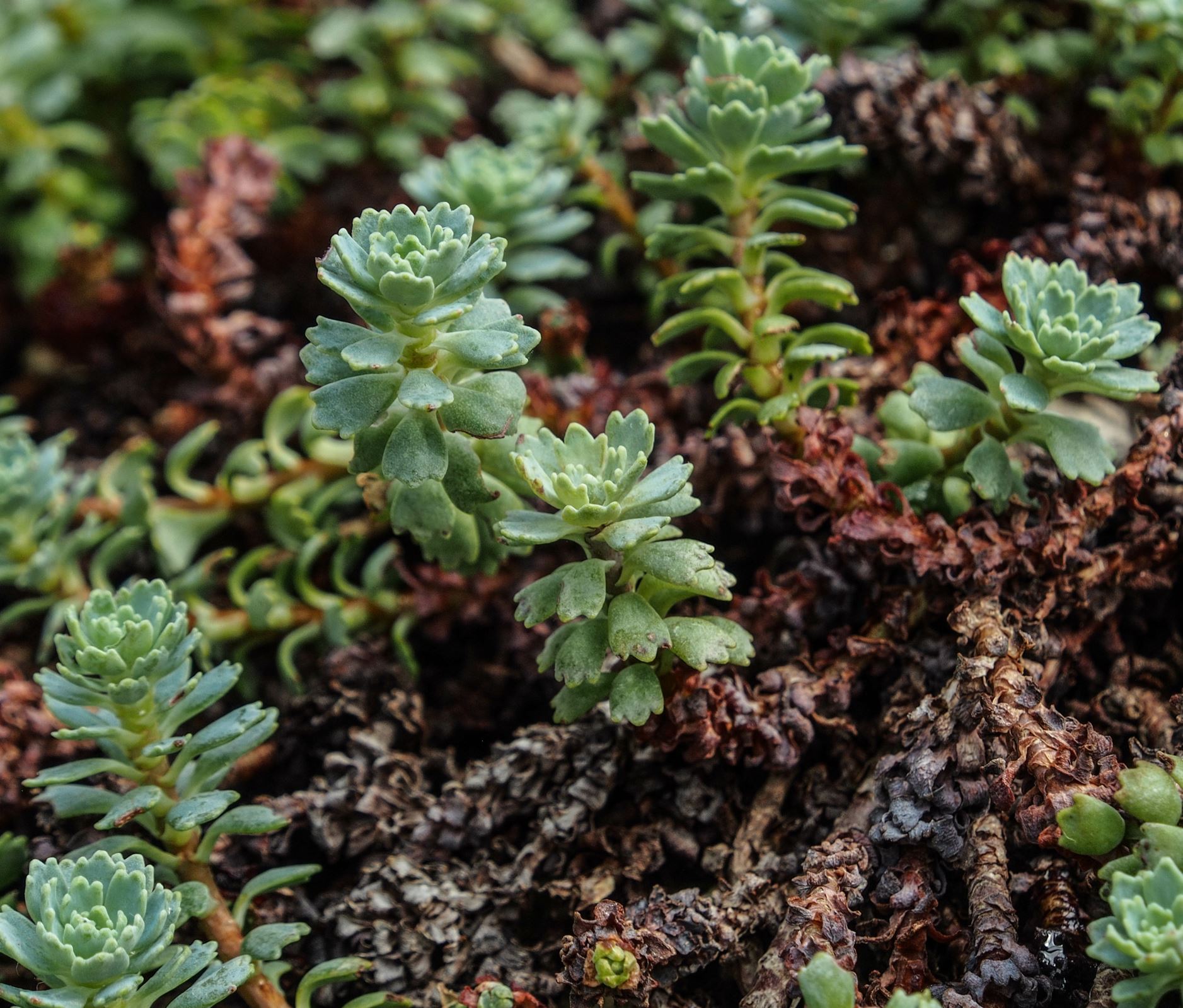 Image of Rhodiola pachyclados