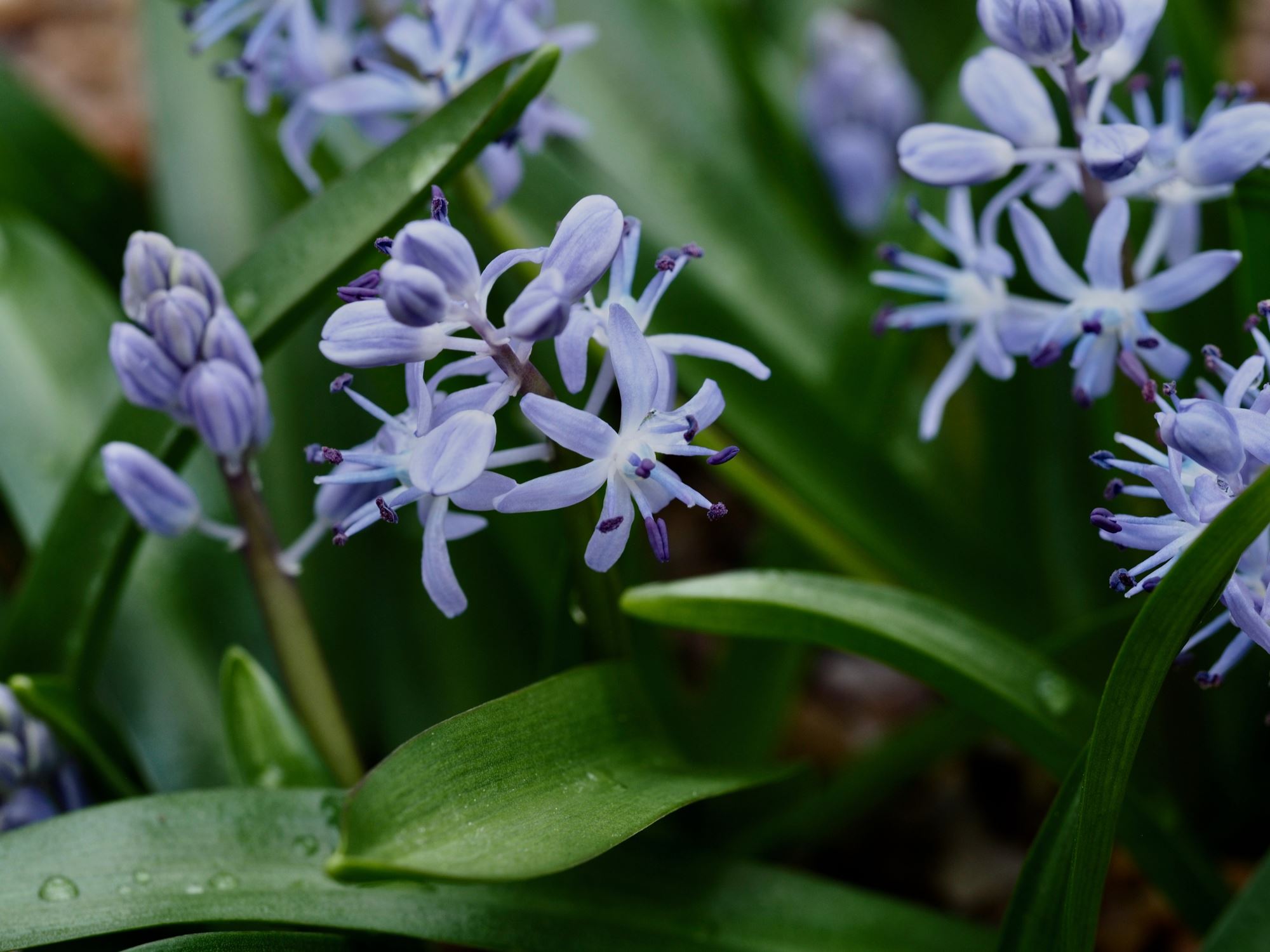 Image of Scilla messeniaca