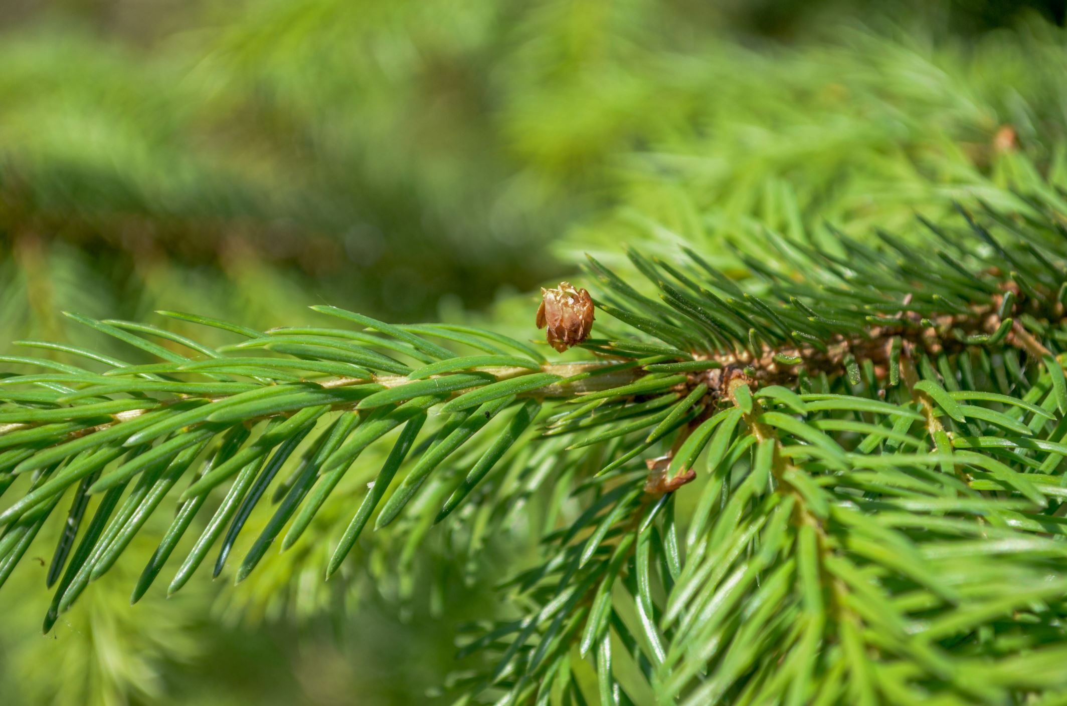 Image of Picea omorika