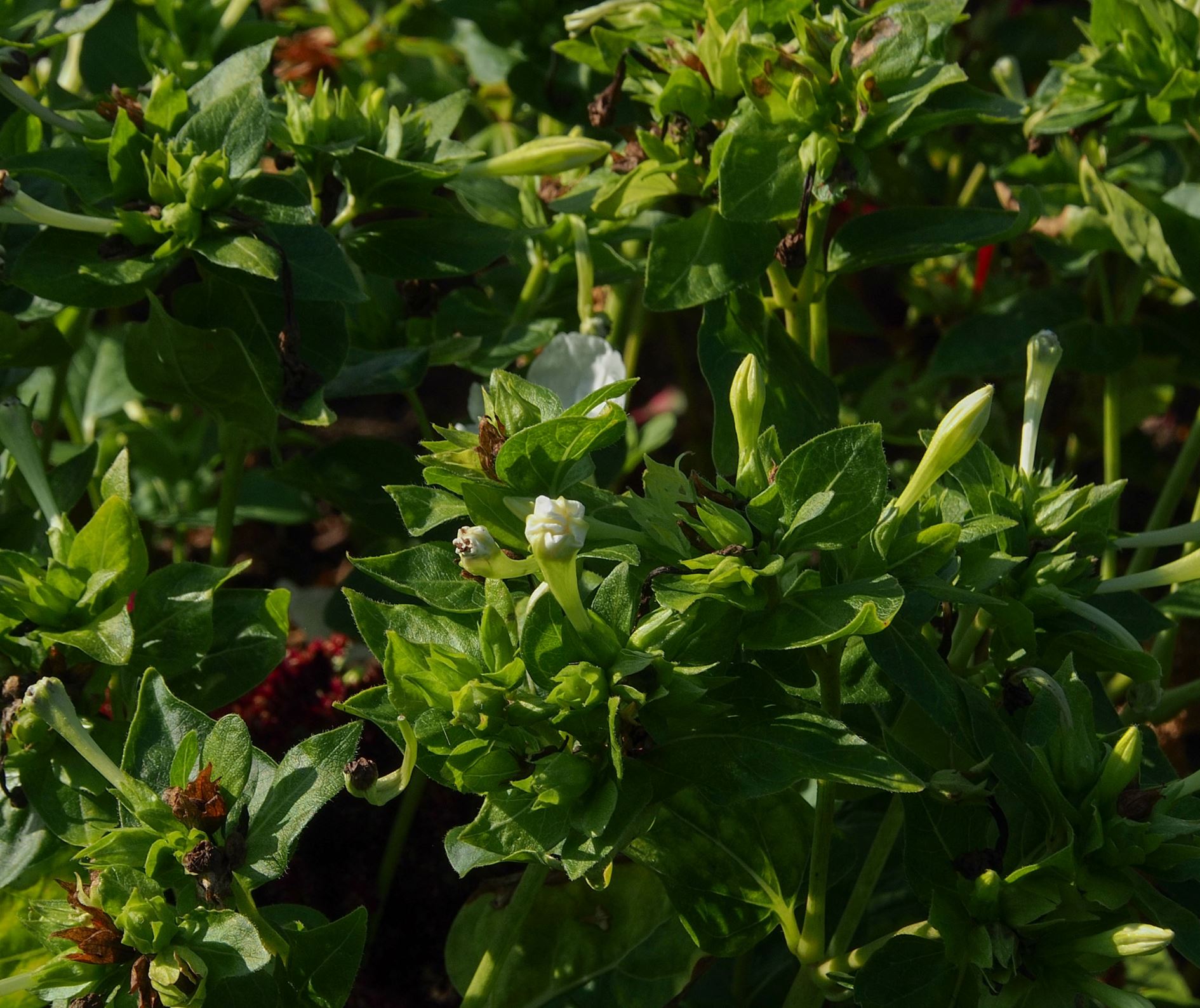 Image of Mirabilis jalapa