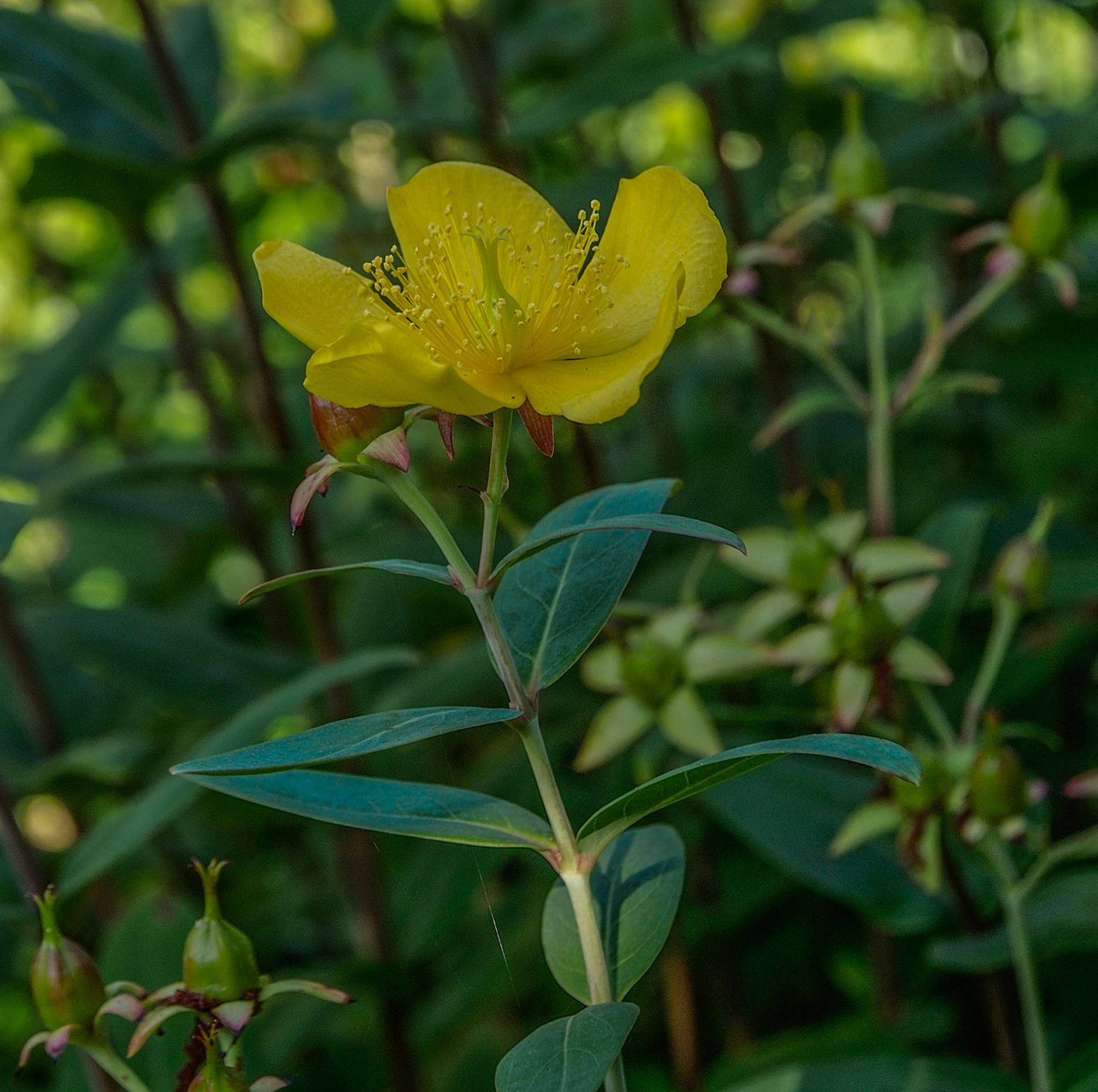 Image of Hypericum lancasteri