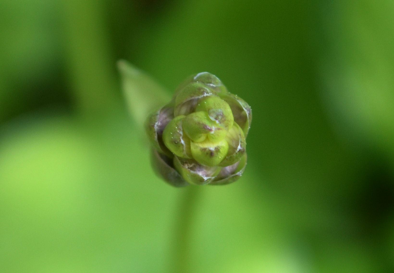 Image of Hosta 'Green With Envy'