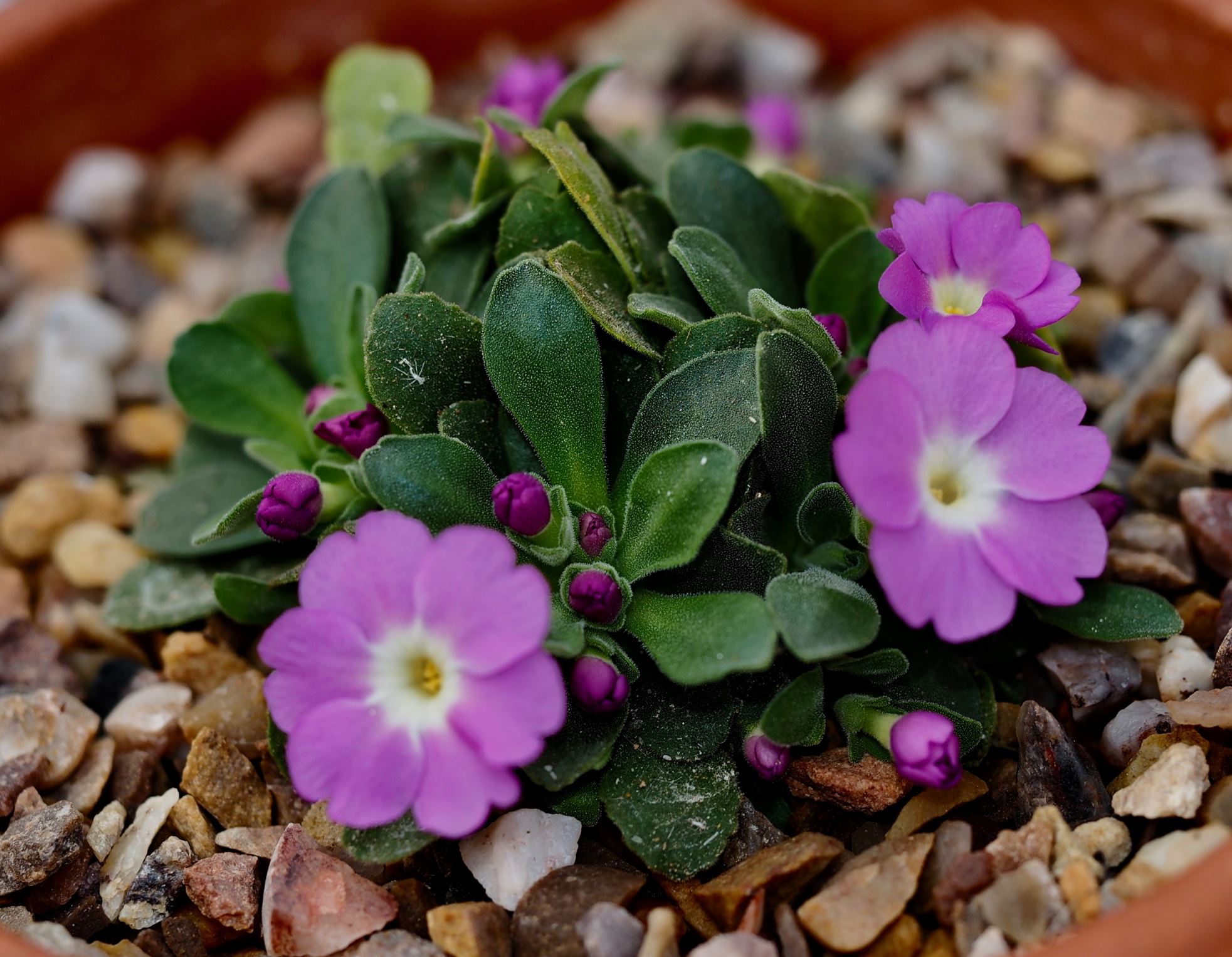 Image of Primula allionii 'Henry Burrow'