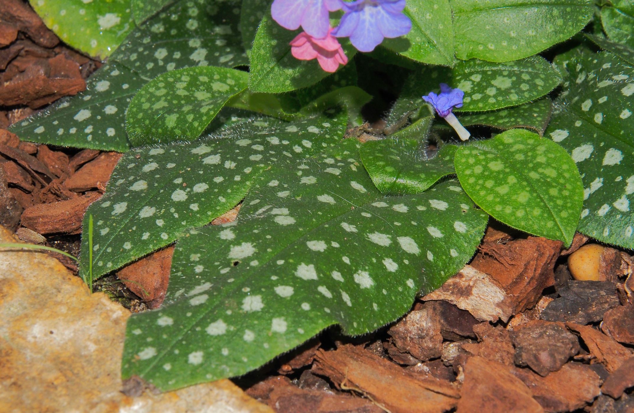 Image of Pulmonaria officinalis