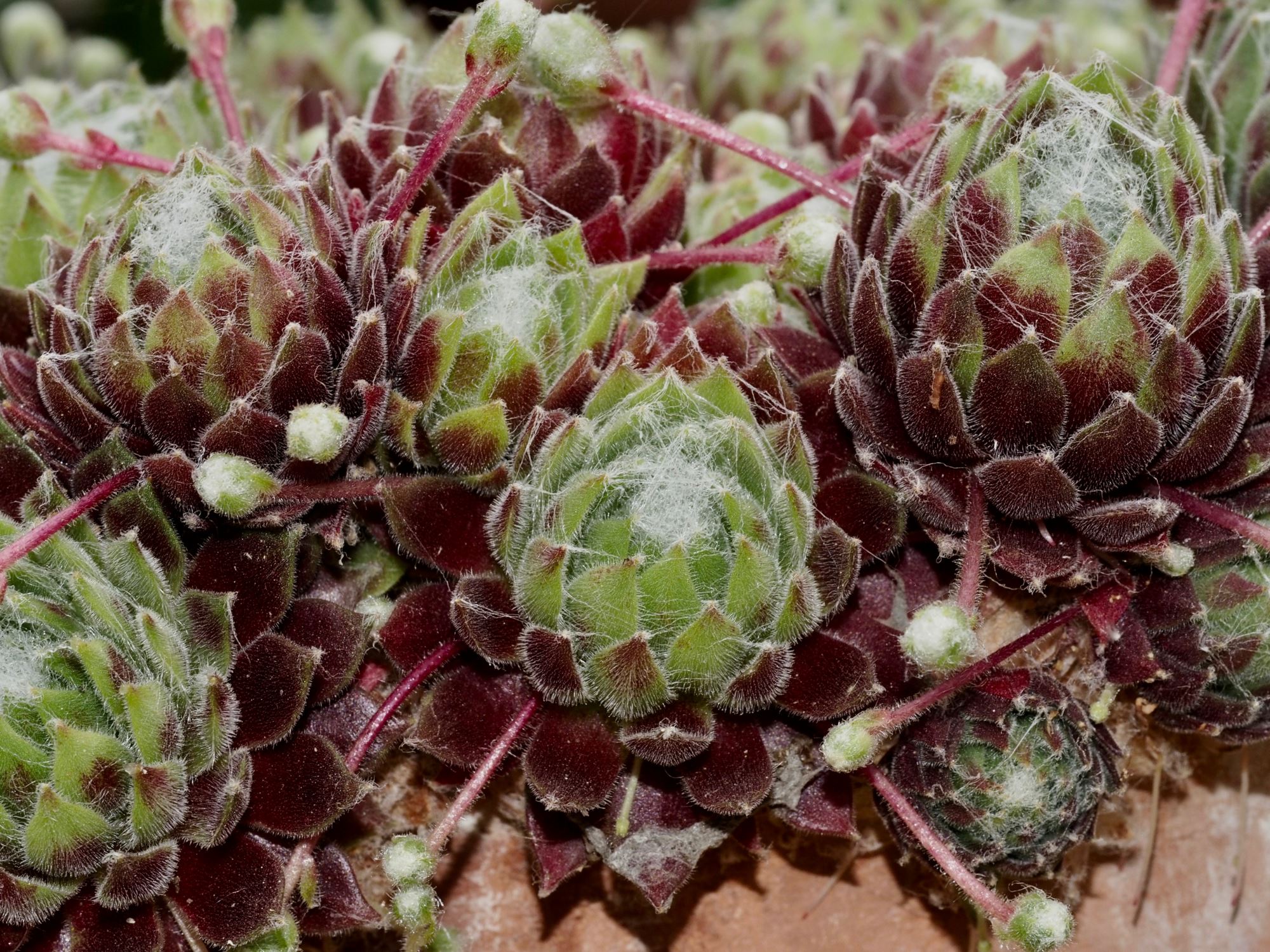 Image of Sempervivum 'Kramer's Spinard'