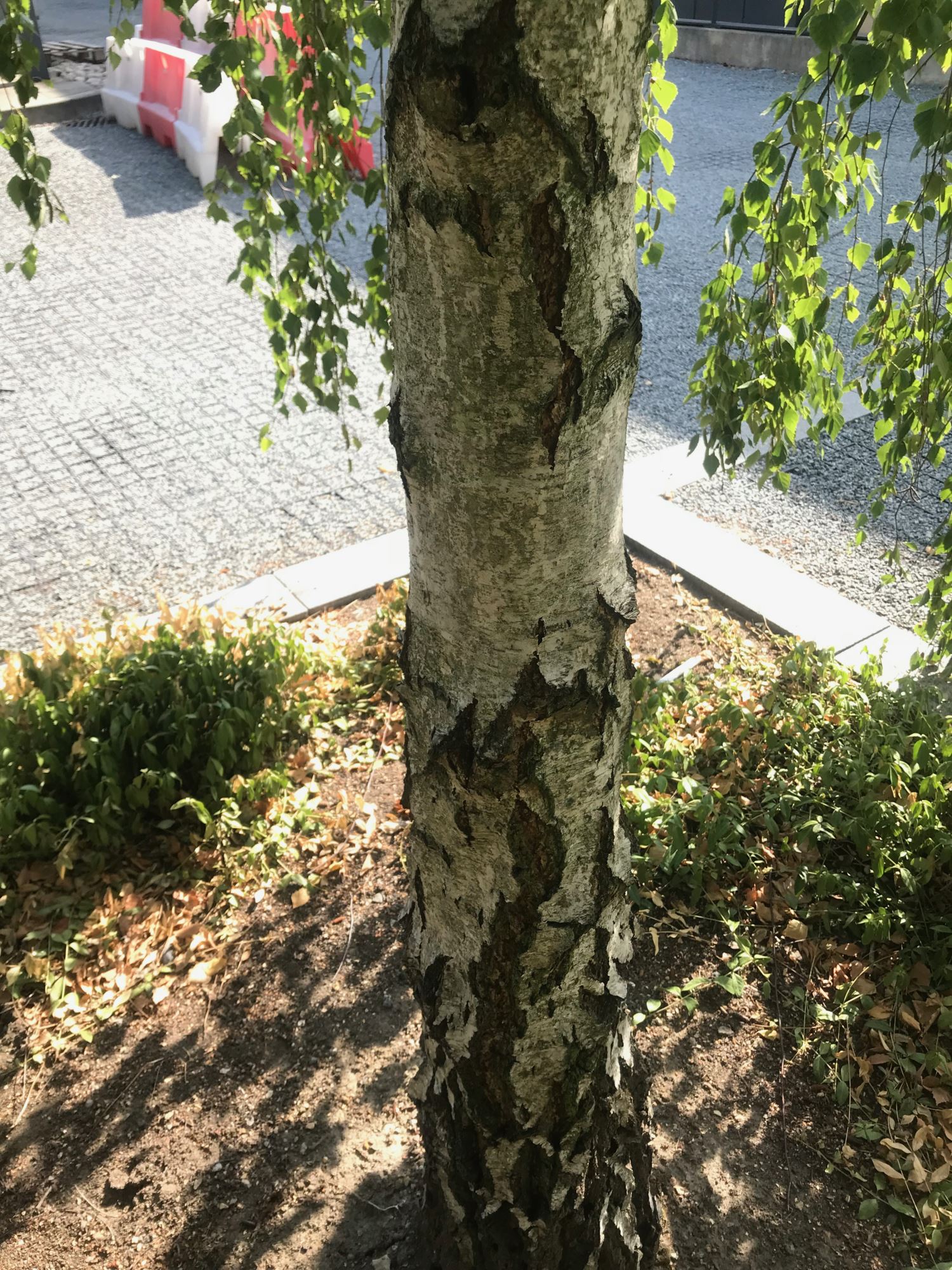 Image of Betula pendula subsp. pendula