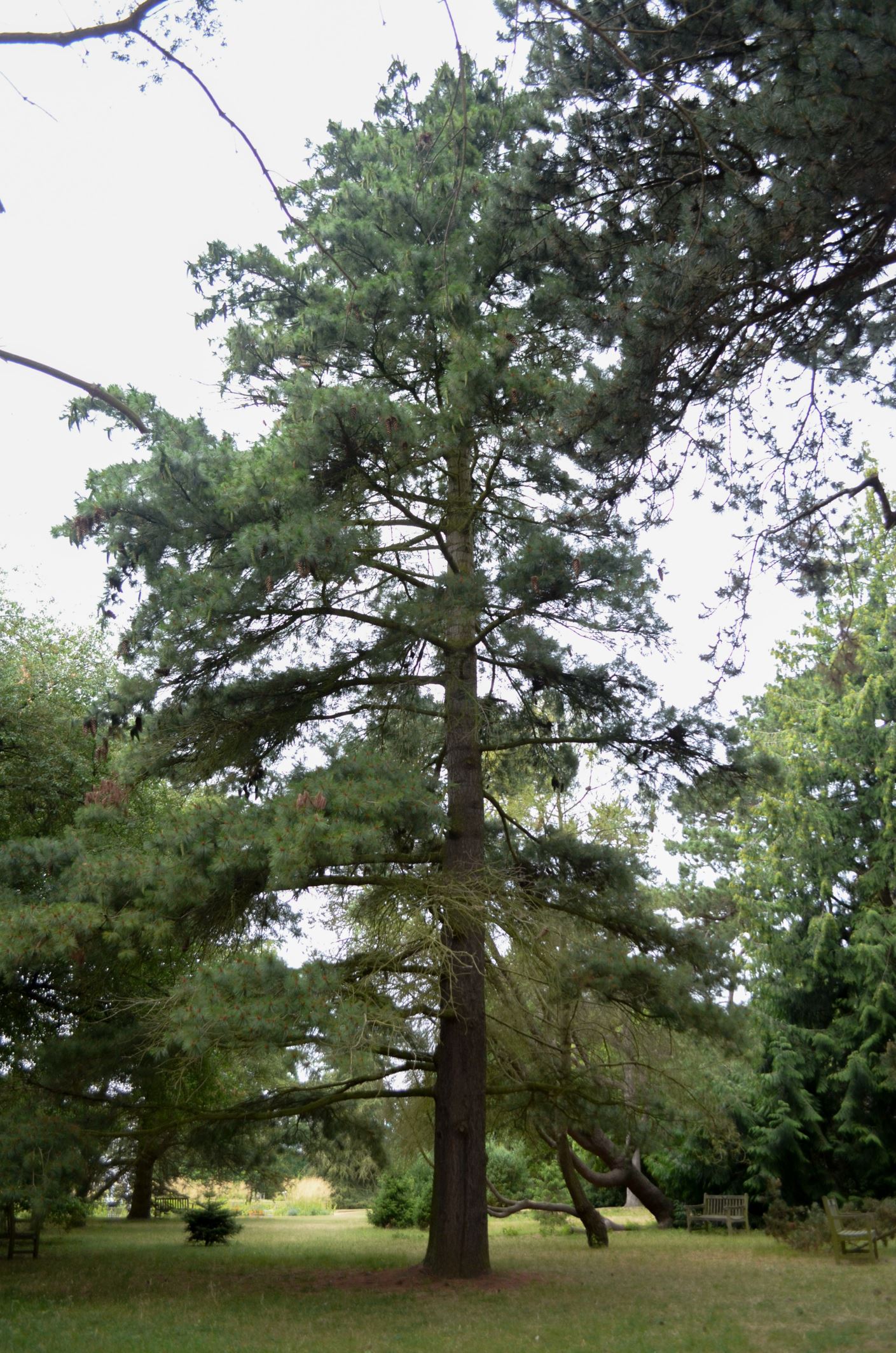 Image of Pinus Ã— holfordiana