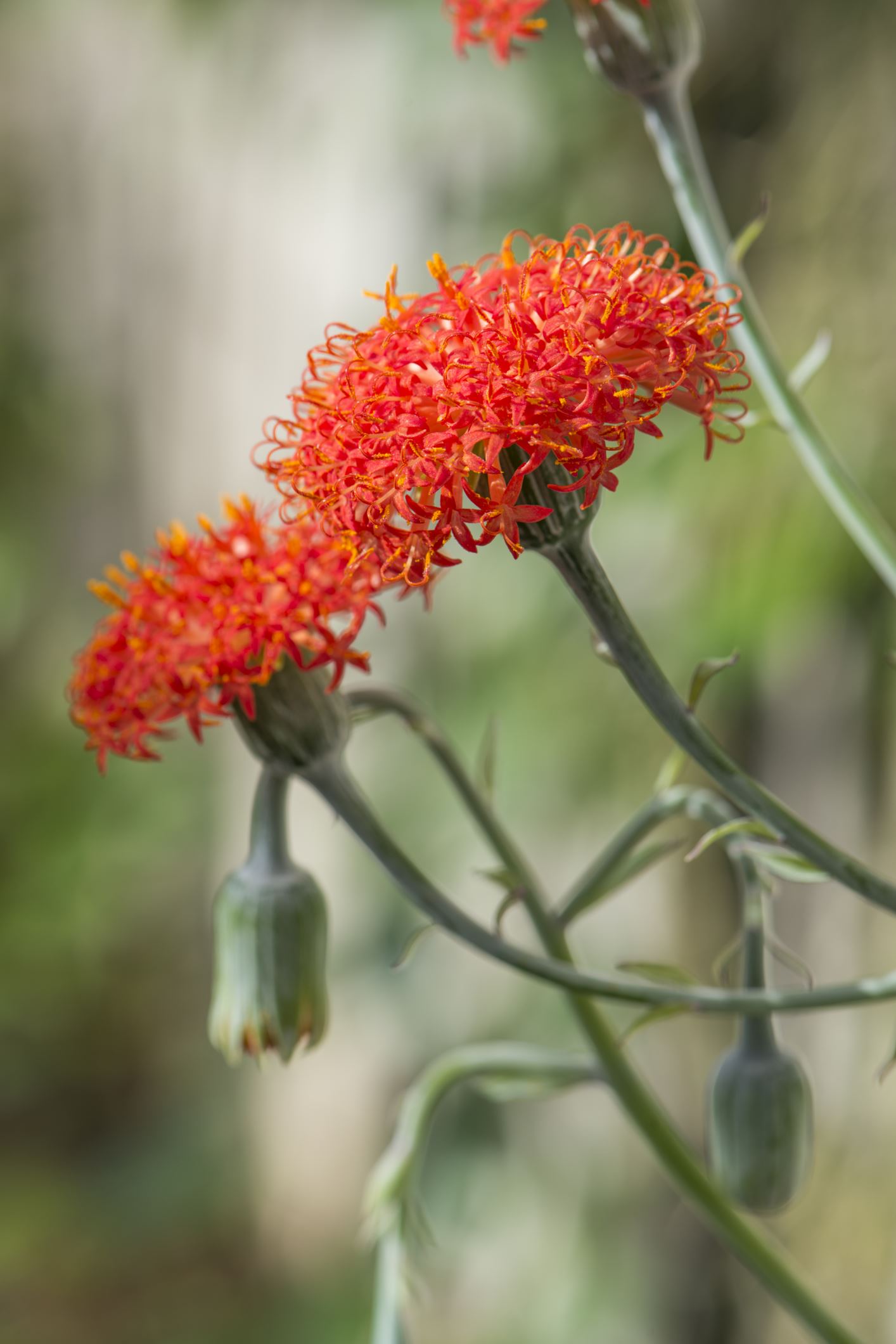 Image of Kleinia grantii
