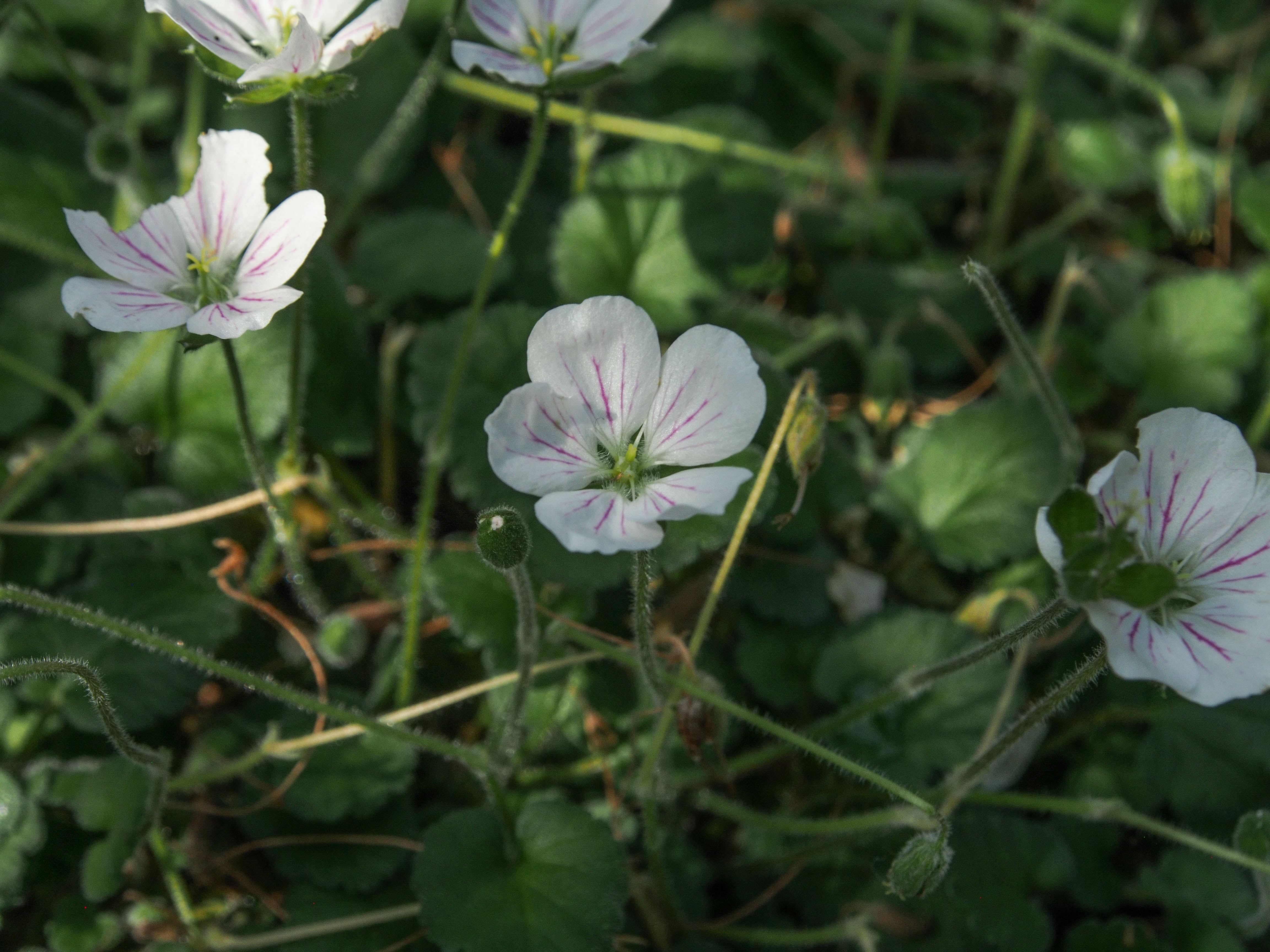 Image of Erodium Ã— variabile 'Album'