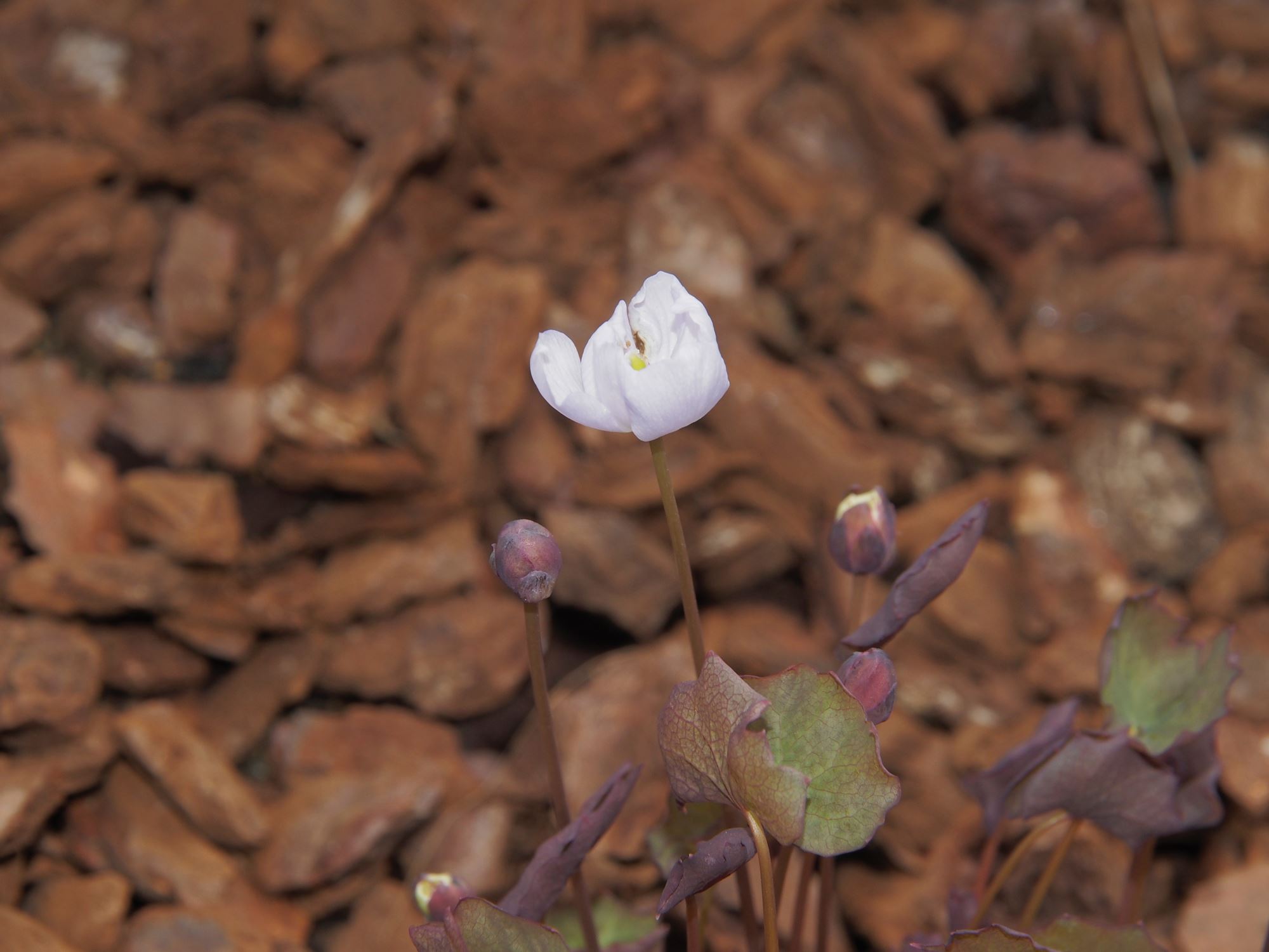 Image of Jeffersonia dubia