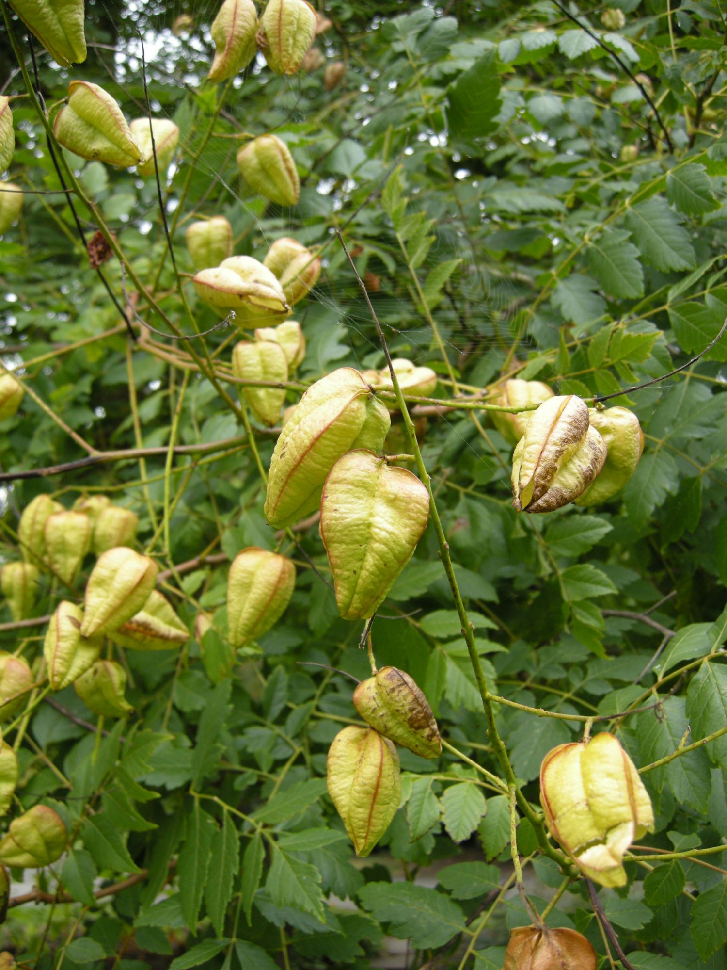 Image of Koelreuteria paniculata