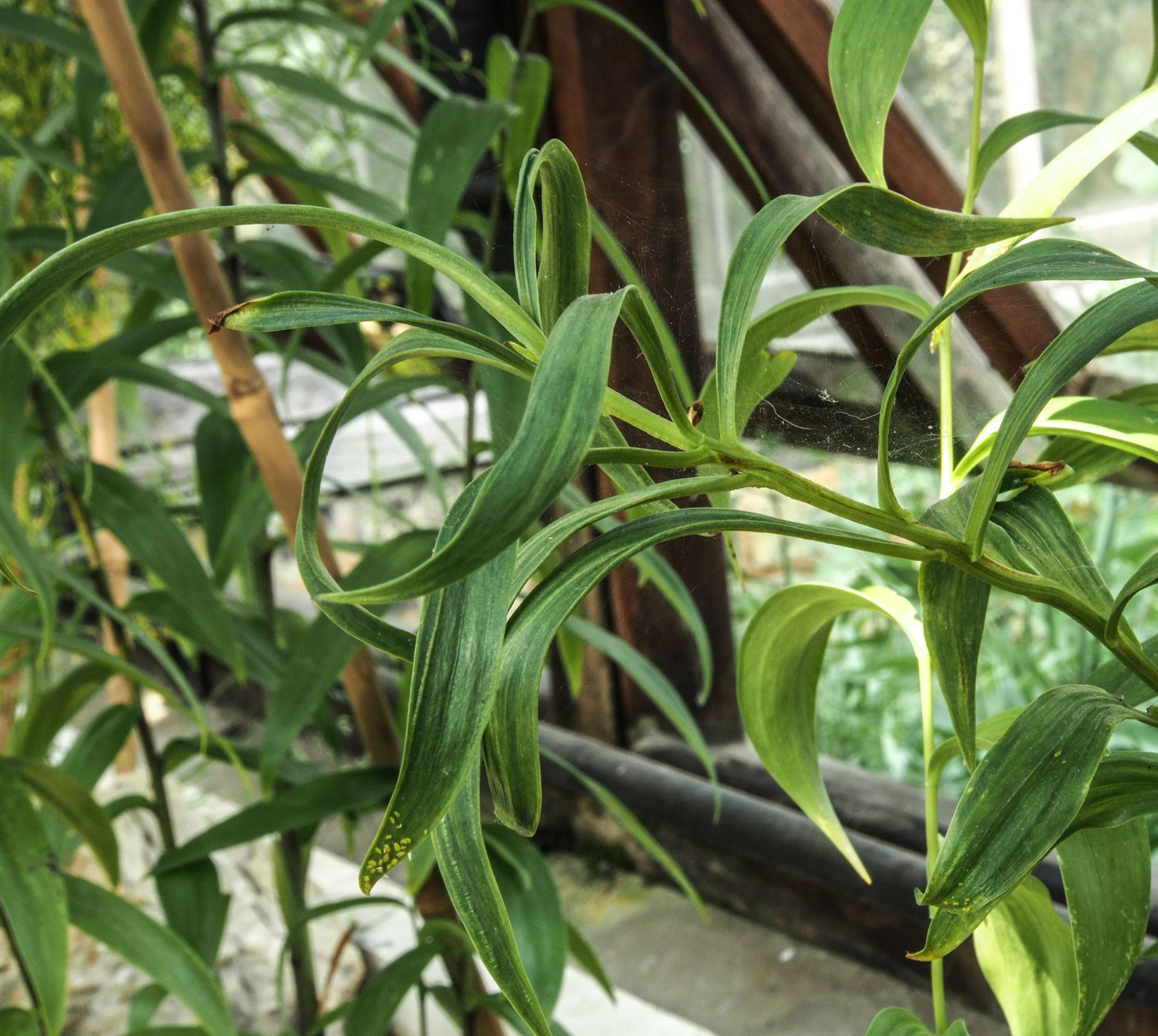 Image of Lilium nepalense