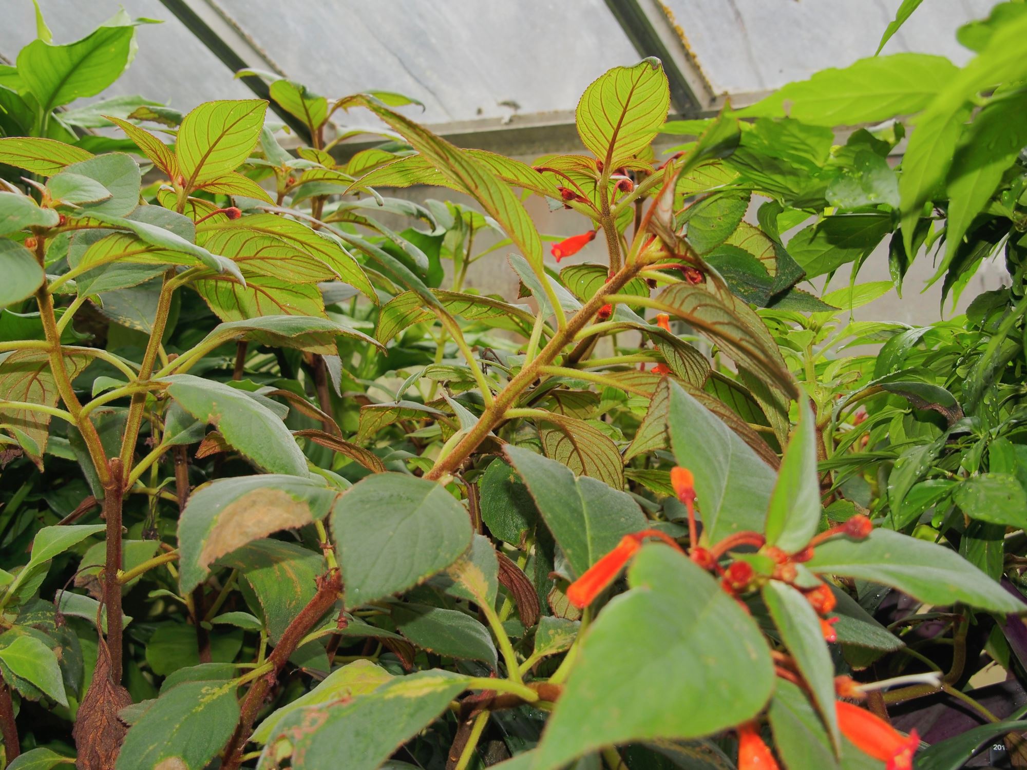 Image of Kohleria eriantha