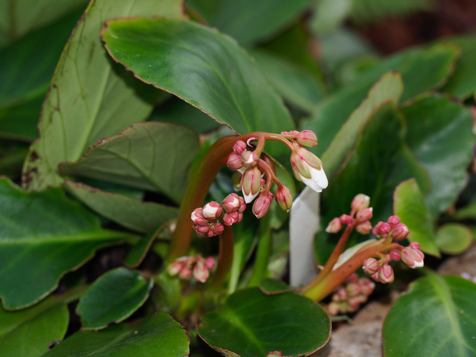 Image of Bergenia emeiensis