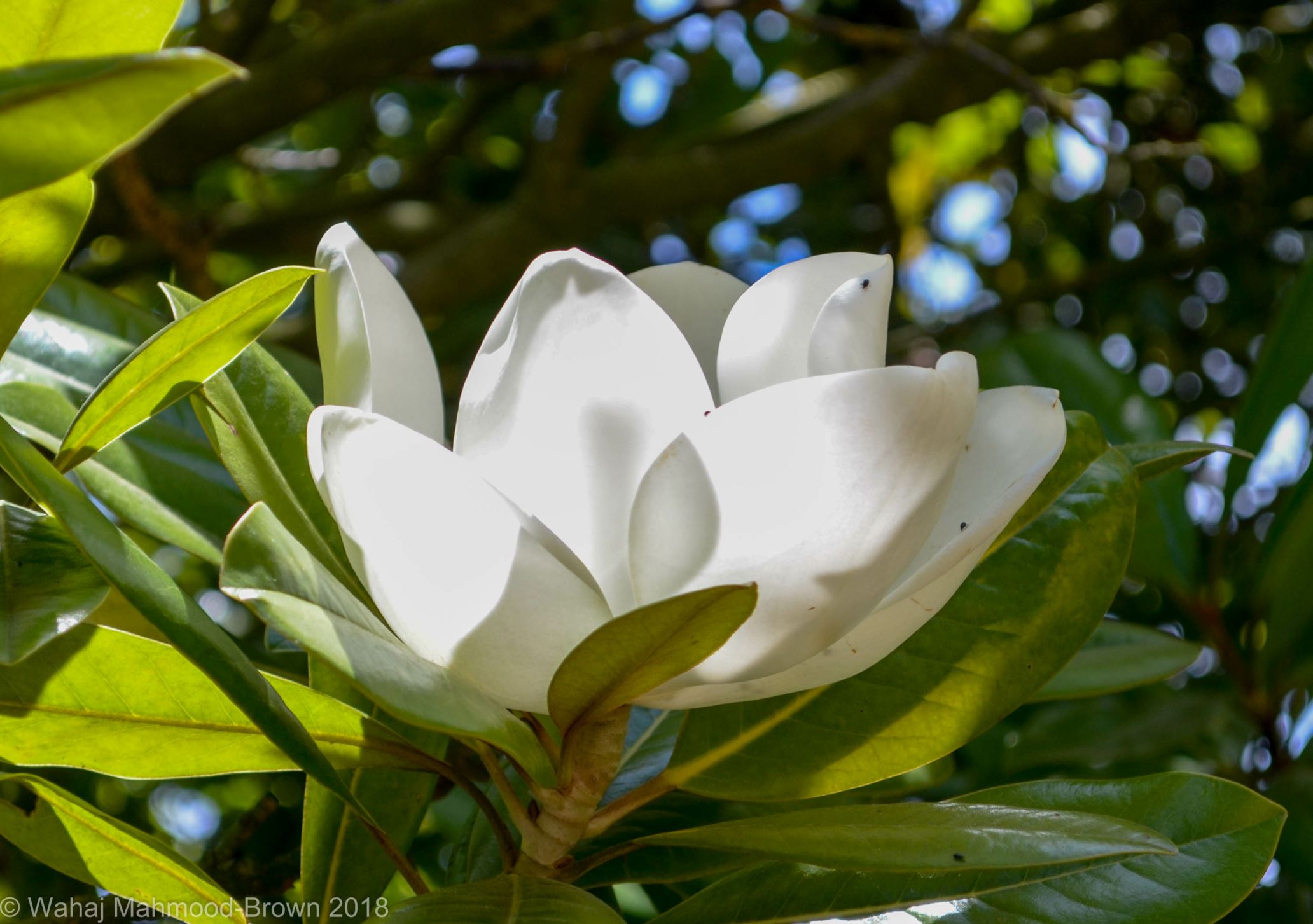 Image of Magnolia grandiflora