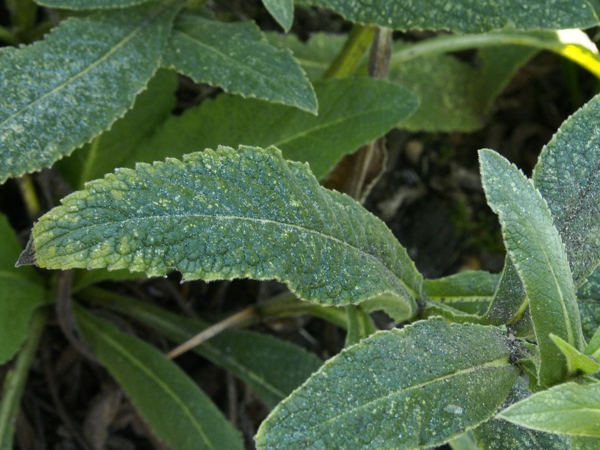 Image of Inula thapsoides