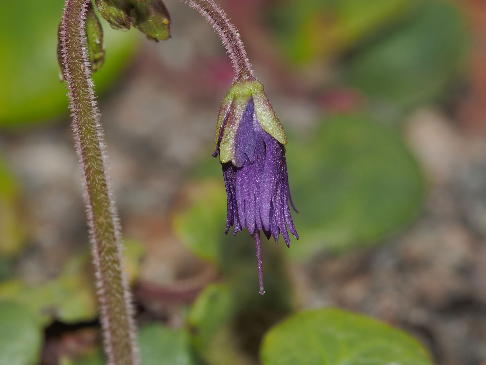 Image of Soldanella villosa
