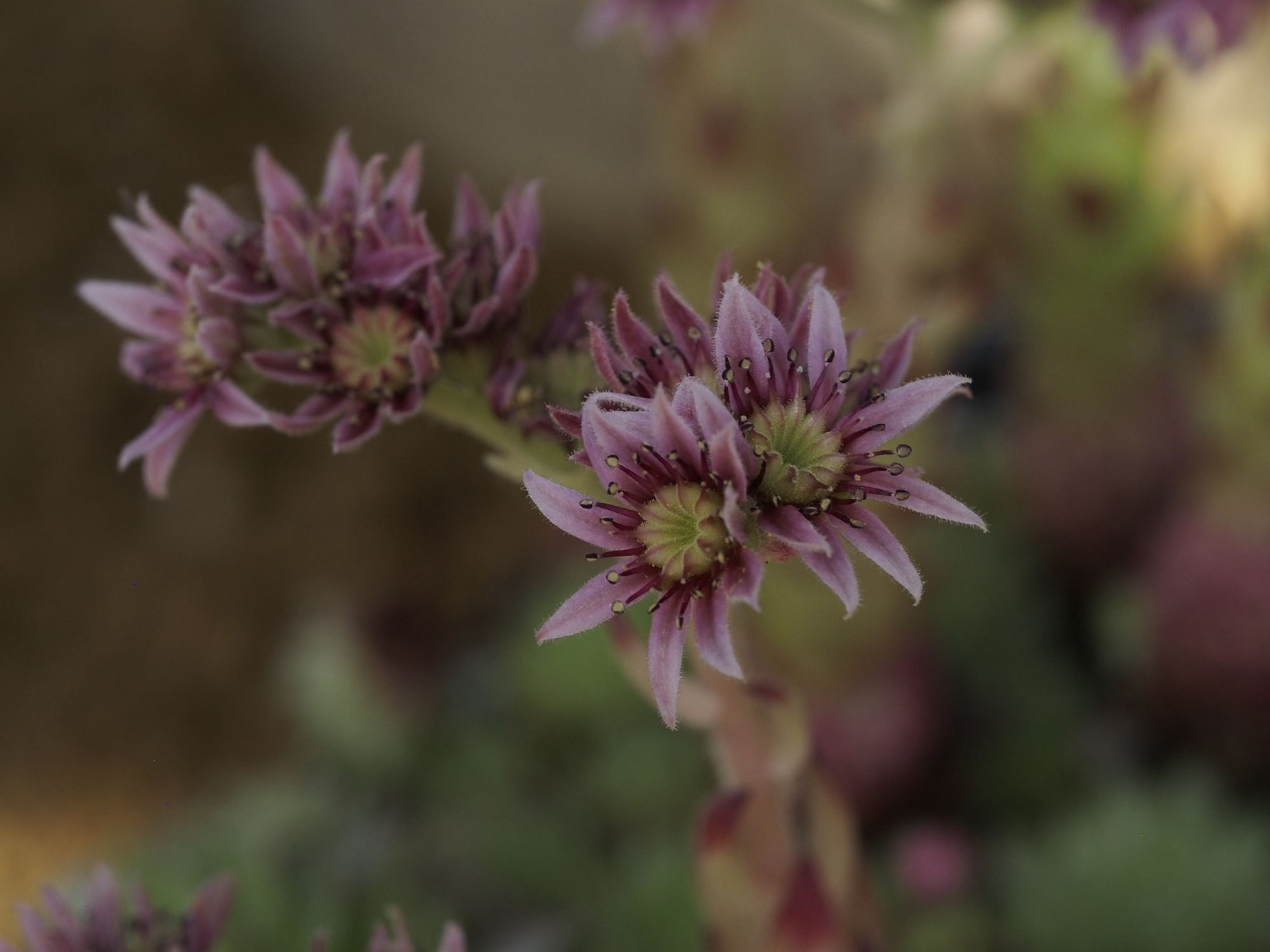 Image of Sempervivum soboliferum