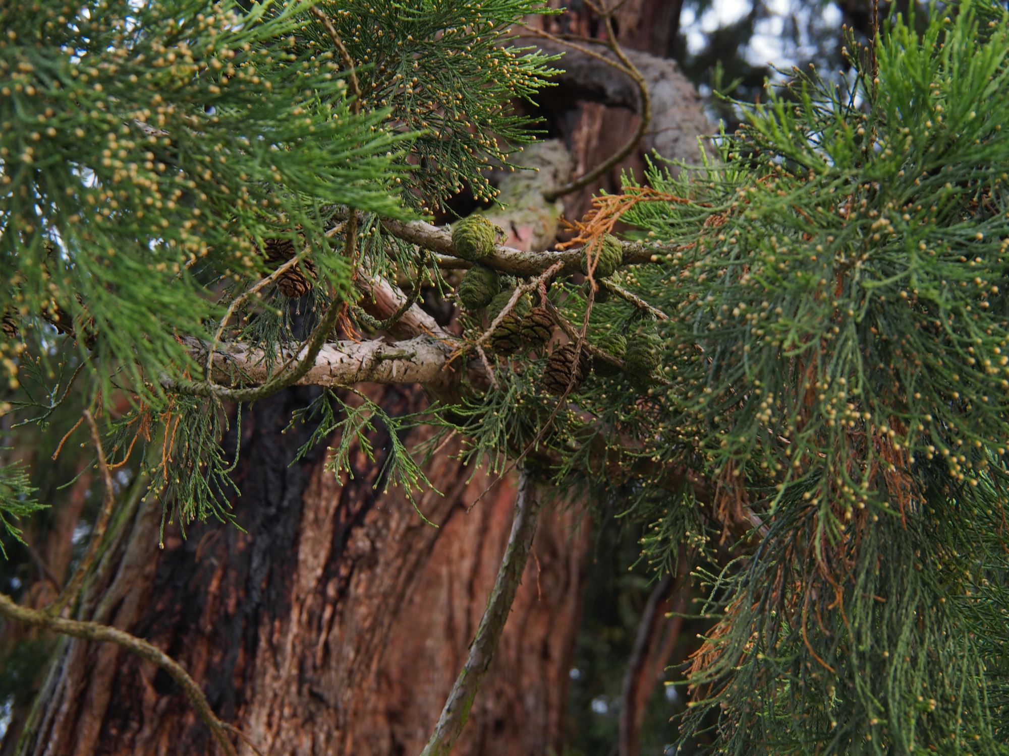 Image of Sequoiadendron giganteum