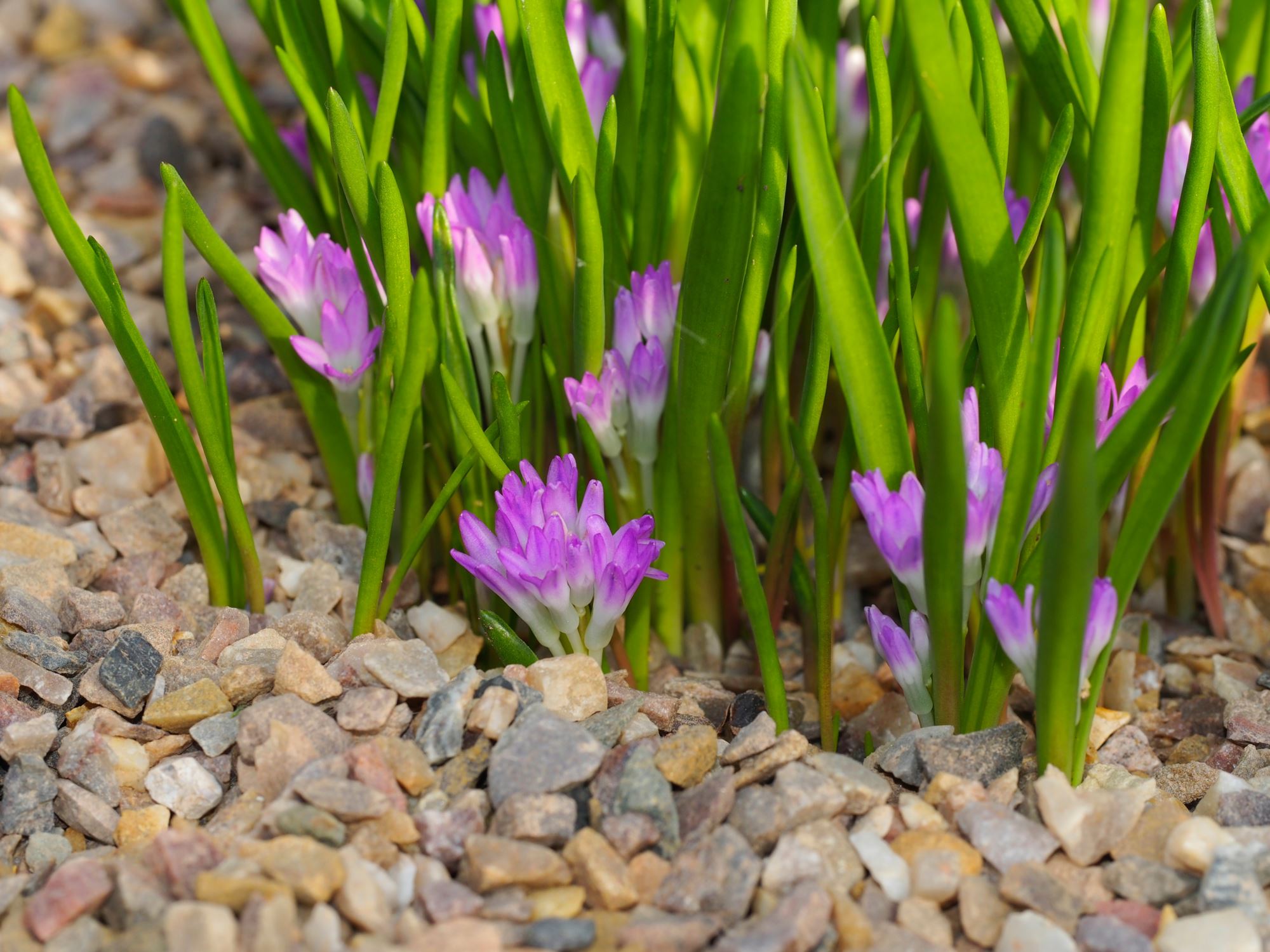 Image of Lachenalia paucifolia