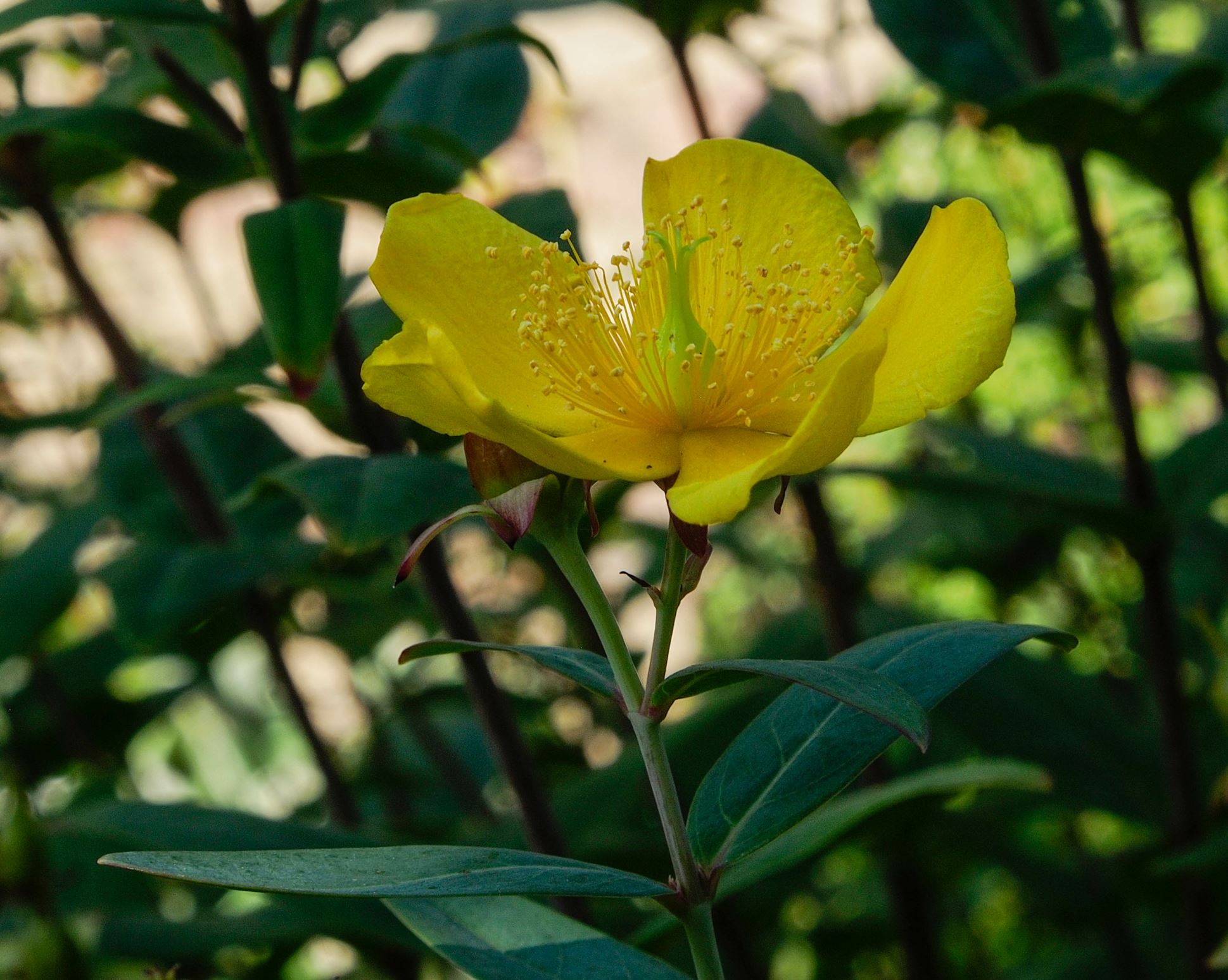 Image of Hypericum lancasteri