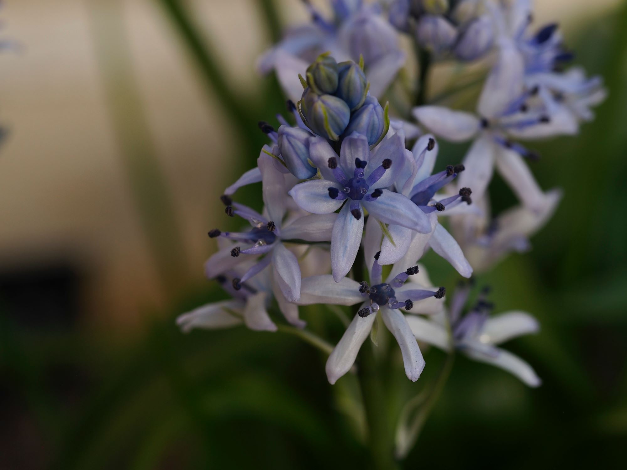 Image of Hyacinthoides flahaultiana