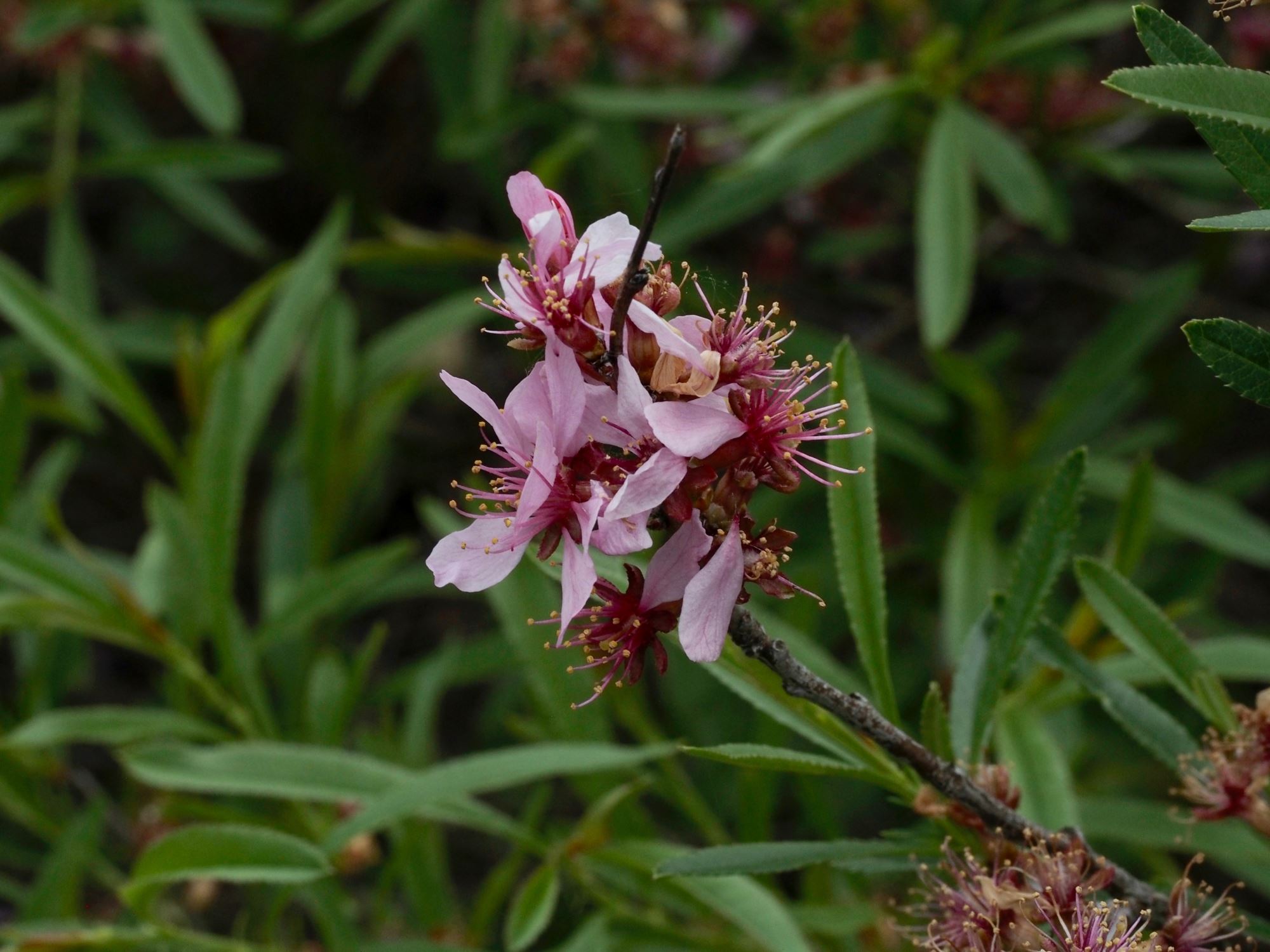 Image of Prunus tenella