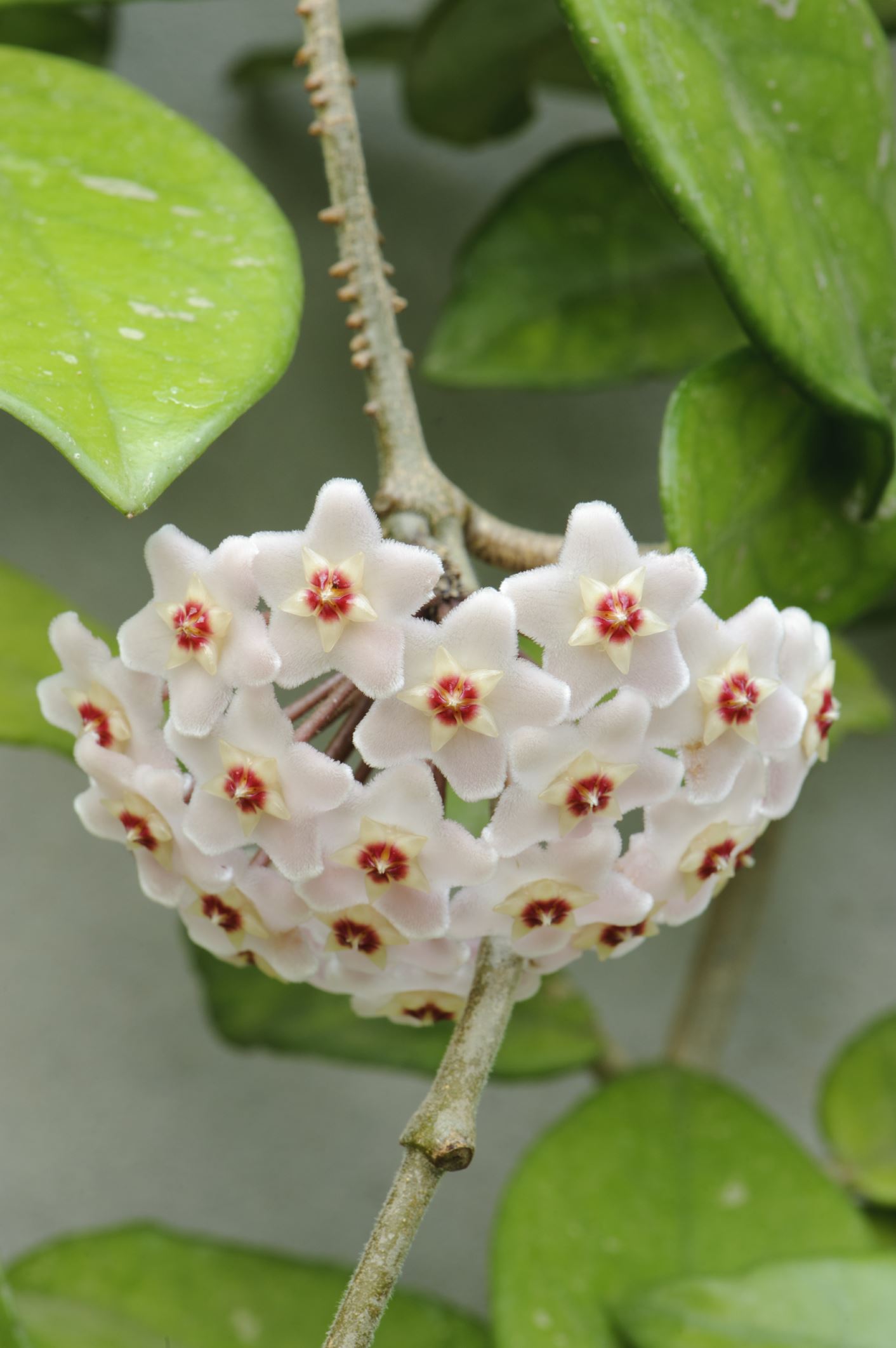 Image of Hoya carnosa