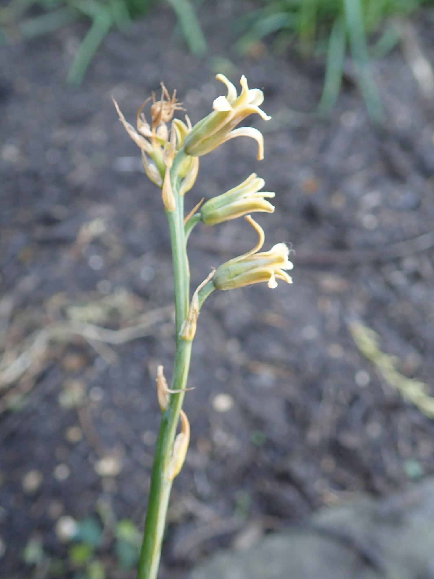 Image of Dipcadi serotinum